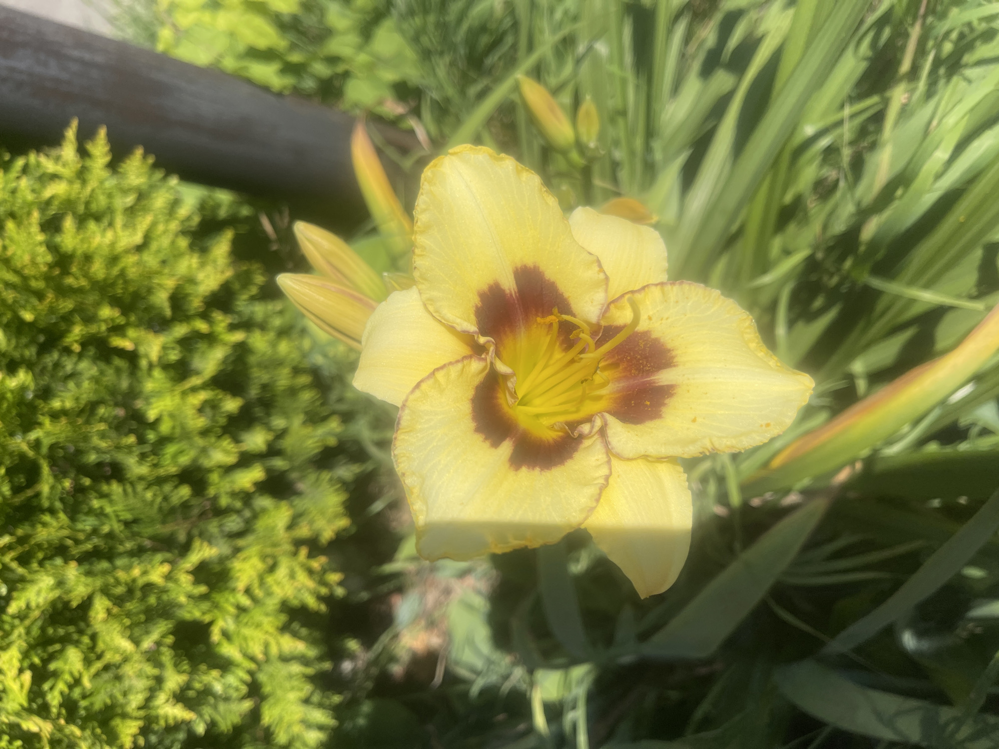 A close-up, eye-level shot focuses on a bright yellow daylily with a deep maroon center. The flower is in full bloom, with six petals fanning outwards, two of which are slightly curled. The stamen are visible in the center of the flower, a vibrant yellow against the maroon. The background is a blur of green foliage, suggesting an outdoor setting. To the left and behind the flower, a dense, textured green bush is visible. To the right, a dark, vertical object, possibly a tree trunk or post, is partially obscured by the foliage. The ground is covered with long, slender green leaves, characteristic of grasses or other low-lying plants. Sunlight casts a distinct shadow diagonally across the flower's petals, creating a sharp contrast between light and shadow. The overall impression is one of a vibrant, sunlit garden scene. No people or specific actions are depicted.