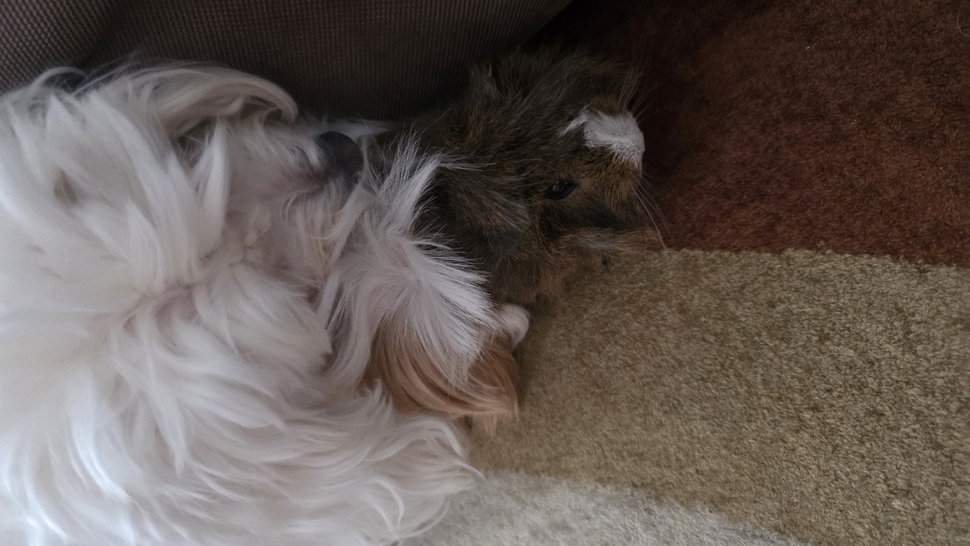 The image shows two animals resting on a carpet. On the left is a small, long-haired white dog with some tan markings. To the right of the dog is a guinea pig with brown, black, and white fur. The animals appear to be resting near the edge of a piece of furniture. The carpet has a mottled brown and beige pattern. The location is unknown and cannot be verified with the details in the image. The location cannot be identified as Blagoevgrad, Bulgaria.