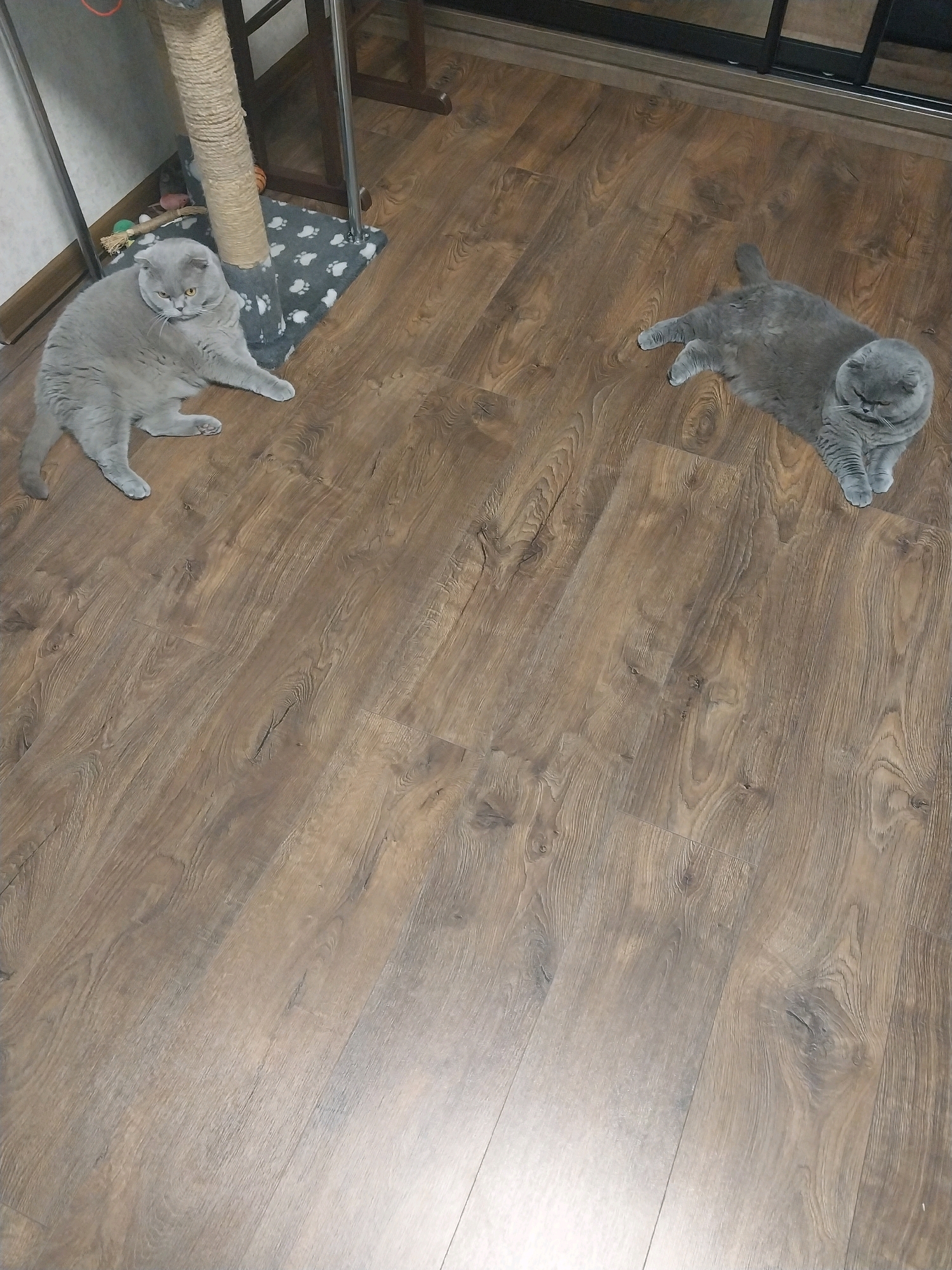 Two British Shorthair cats are lying on a wooden floor. The cat on the left is grey and is sitting up near a cat tree. The cat on the right is also grey and is lying down on its side. The floor is made of wood planks with a natural grain pattern. The room appears to be indoors. The location is not discernible from the image alone.