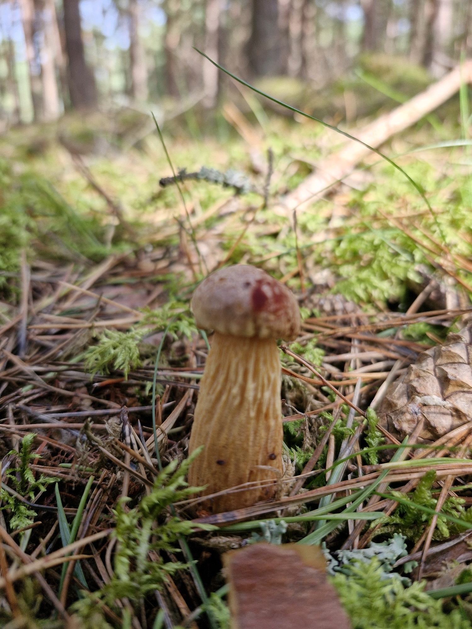 An upright, close-up, low-angle shot showcases a single mushroom in a forest setting. The mushroom has a light brown cap with a few reddish-brown spots and a pale brown, textured stem. It stands amidst a forest floor covered in moss, pine needles, and fallen branches. The background is blurred, revealing tall, slender tree trunks and a hint of green foliage under a bright sky. The scene is natural and serene, suggesting a quiet moment in nature. No specific location in Neringa, Lithuania is evident.