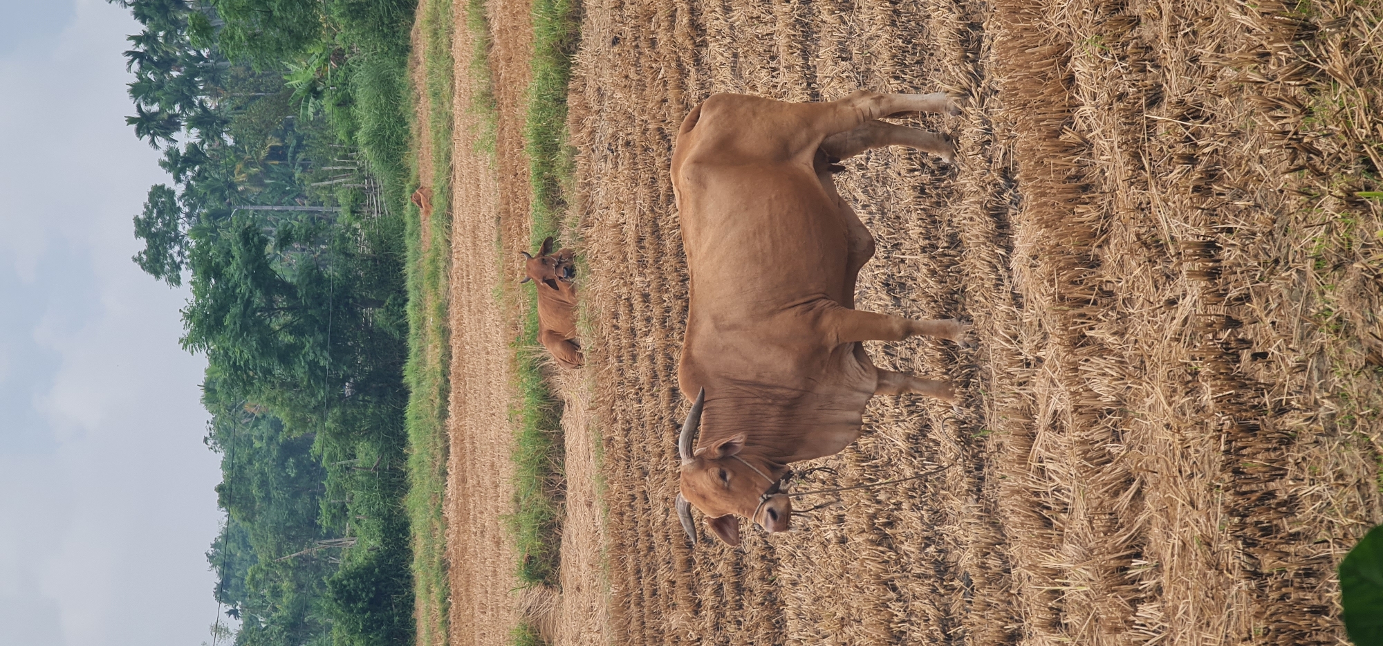 The image shows a field of harvested rice paddy in Hội An Ward, Vietnam. A large, light-brown bull with horns and a rope halter stands prominently in the foreground. A second, smaller cow rests in the field near a grassy verge. Trees are visible in the background. The sky is overcast.