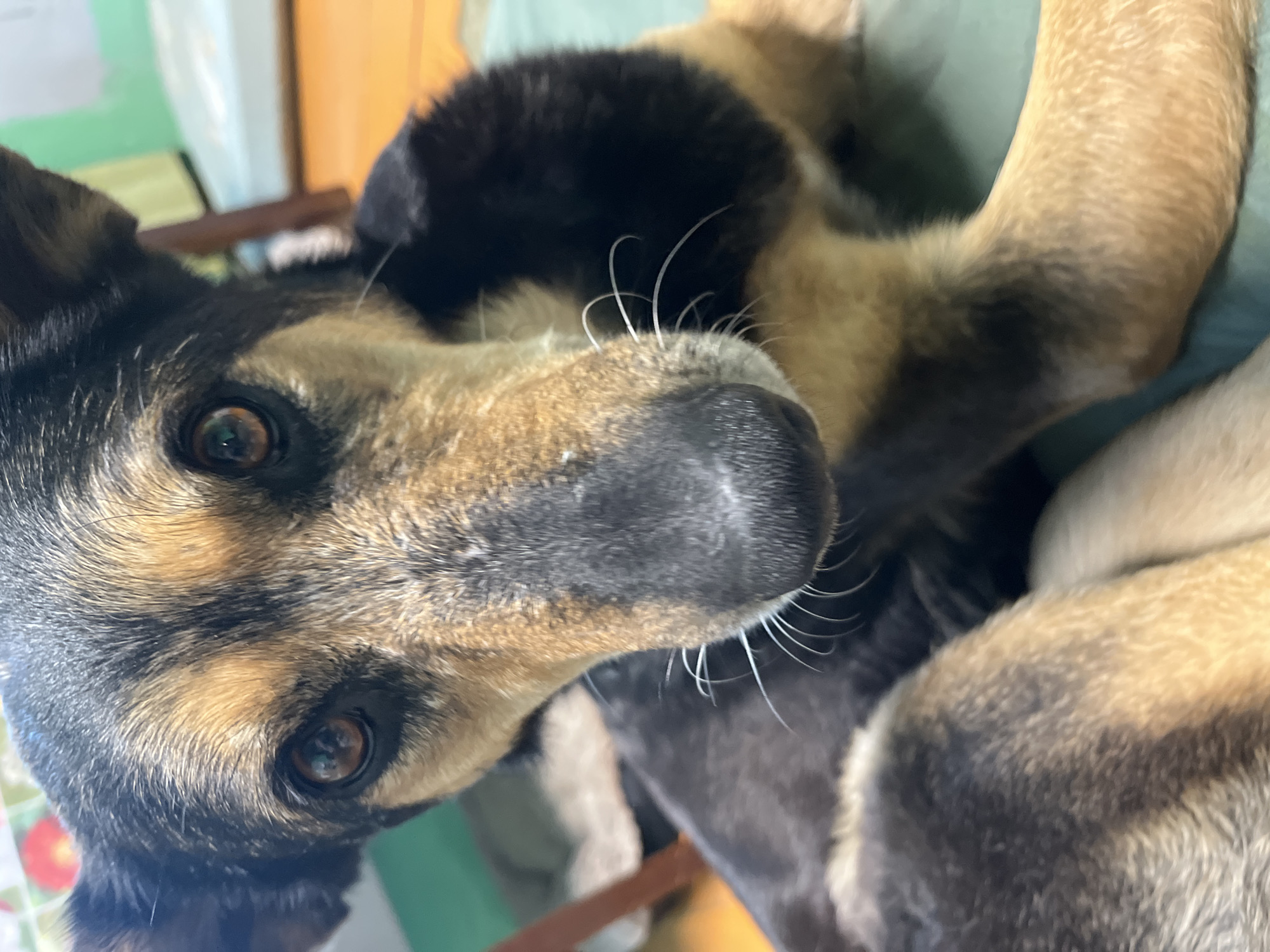 A close-up, angled shot depicts a dog with black, tan, and brown fur. The dog's face is in focus, highlighting its brown eyes, black nose, and white whiskers. Part of the dog's body, covered in similar fur patterns, is visible in the background, creating depth. The background also includes hints of green and orange, which may be elements of a room. The image appears to be taken indoors. The location is unspecified.
