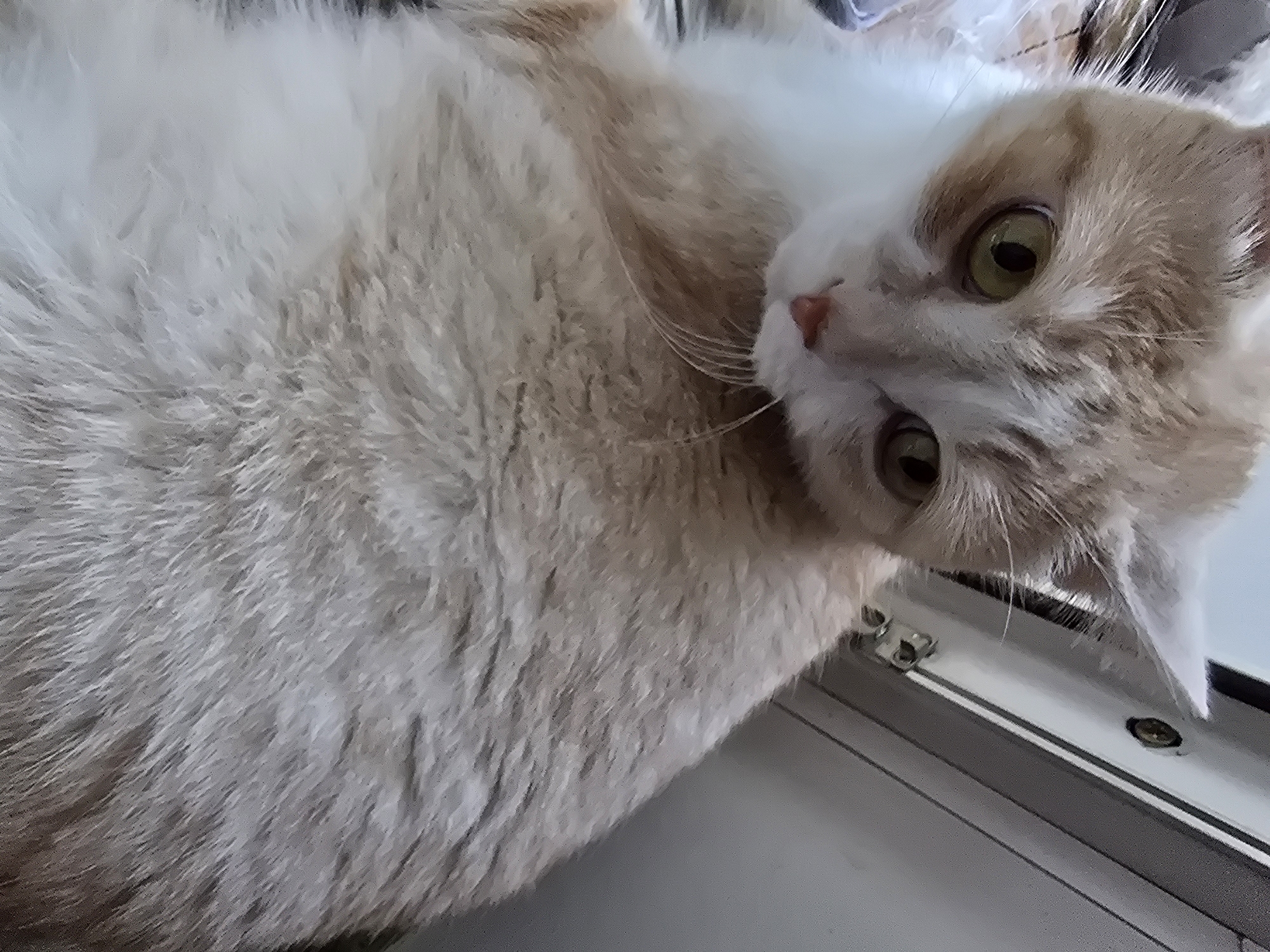 A fluffy, ginger and white cat is looking at the camera with wide green eyes. The cat's head is tilted slightly to the left. Its fur is a mix of orange and white, with some darker tabby markings on its head. The cat's whiskers are long and white. In the background, a grey, metallic object with a screw and hinge is visible. The overall lighting suggests an indoor environment.