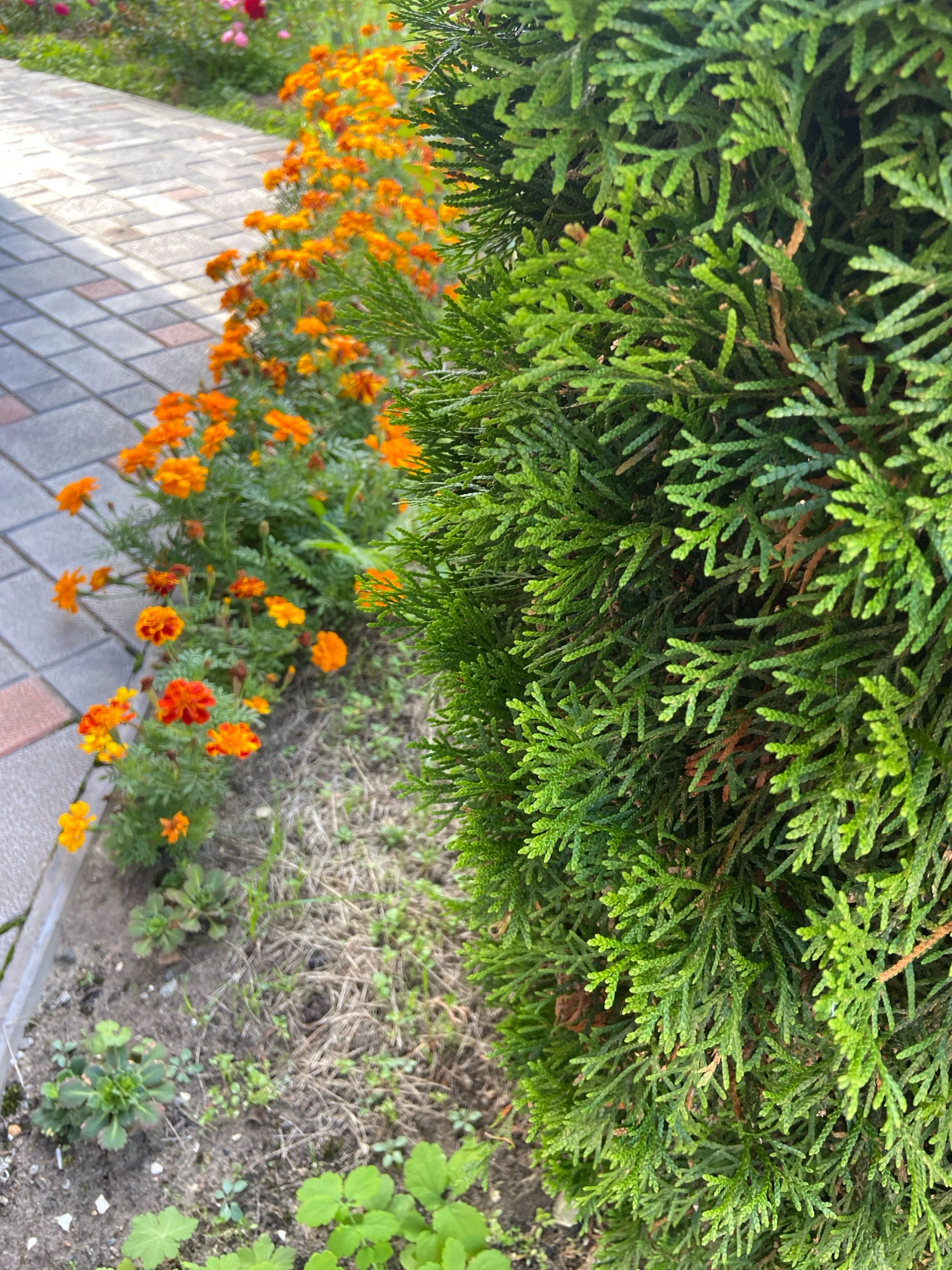 In the city of Зимородок Днп, Russia, a close-up shot captures a section of a garden. To the right, a dense evergreen shrub with vibrant green foliage dominates the frame, its intricate branches detailed. Adjacent to the shrub, a pathway made of grey and reddish-brown interlocking pavers runs diagonally from the bottom left towards the top left of the image. A border of marigold flowers, with bright orange and yellow blooms, lines the edge of the pathway. The ground between the pathway and the shrub is covered with dry grass and soil, with a few small green plants emerging. The overall scene depicts a well-maintained garden area.