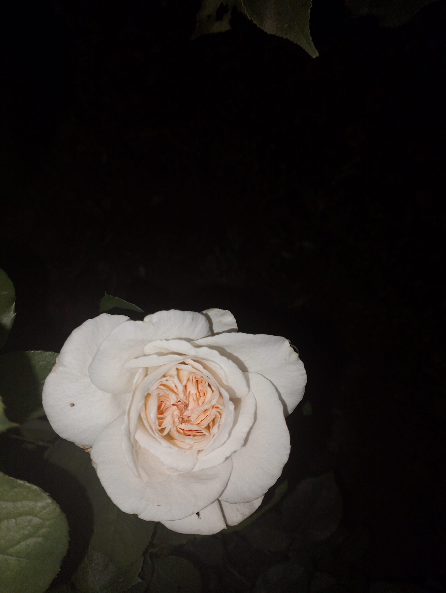 A close-up, low-angle shot focuses on a single, light-colored rose with ruffled petals. The rose, which appears to be white with hints of peach or light orange in its center, is positioned in the lower-left quadrant of the frame. The background is predominantly dark and out of focus, suggesting it is nighttime or a shaded area. The rose is surrounded by dark green leaves, some of which are partially visible in the lower portion of the image. There is a tiny dark spot on one of the outer petals of the rose. The scene is not identifiable as being in Январцев ауылдық округі, Kazakhstan.