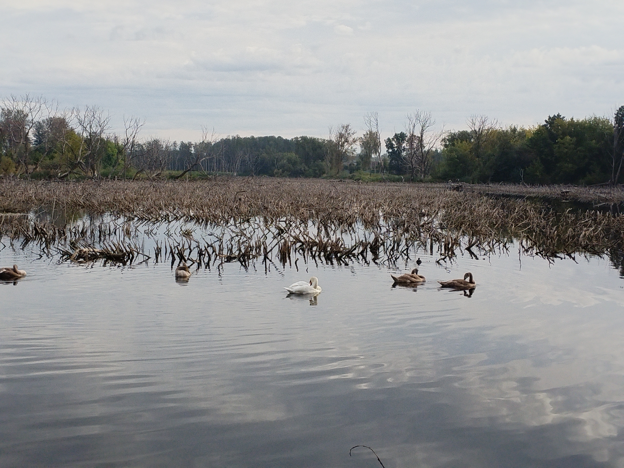 This image depicts a serene natural scene of a lake or pond surrounded by trees. The water is calm with gentle ripples reflecting the overcast sky and the surrounding vegetation. Several birds, including swans and ducks, are visible on the water's surface, appearing to swim or float. The background features a dense growth of trees, some bare and skeletal, suggesting a late autumn or early spring setting, while others are covered in green foliage. The overall atmosphere is peaceful and natural, indicative of a quiet outdoor environment. It is not possible to determine the specific location in the city of Minsk, Belarus, from the provided image alone.