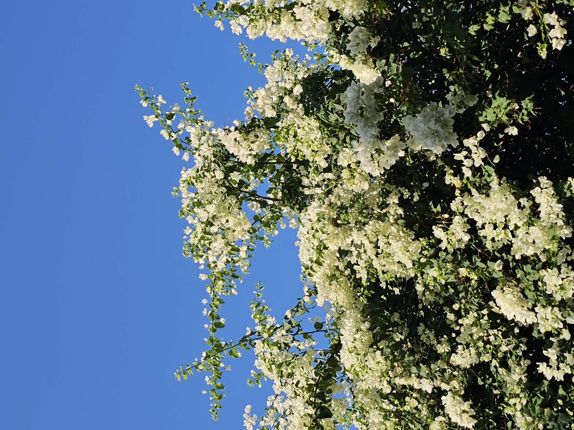 A close-up, upward-facing shot captures a profusion of white bougainvillea flowers against a vibrant, clear blue sky. The bougainvillea blooms are dense and lush, with clusters of delicate white petals cascading down and outwards. Some green leaves are visible interspersed among the flowers, adding a natural contrast. The image appears to be taken outdoors, possibly in a garden or public space in Denpasar, Indonesia, where bougainvillea is a common sight. The lighting suggests a bright, sunny day. No people or specific man-made structures are discernible.