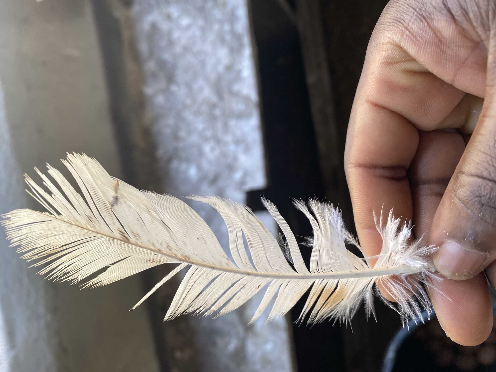 A single feather is held between a person's thumb and forefinger. The feather is primarily white with some brownish markings towards the base. The background is blurred, but appears to be a concrete surface and some dark vertical beams. There is no indication of location in Maigizo, Nigeria.
