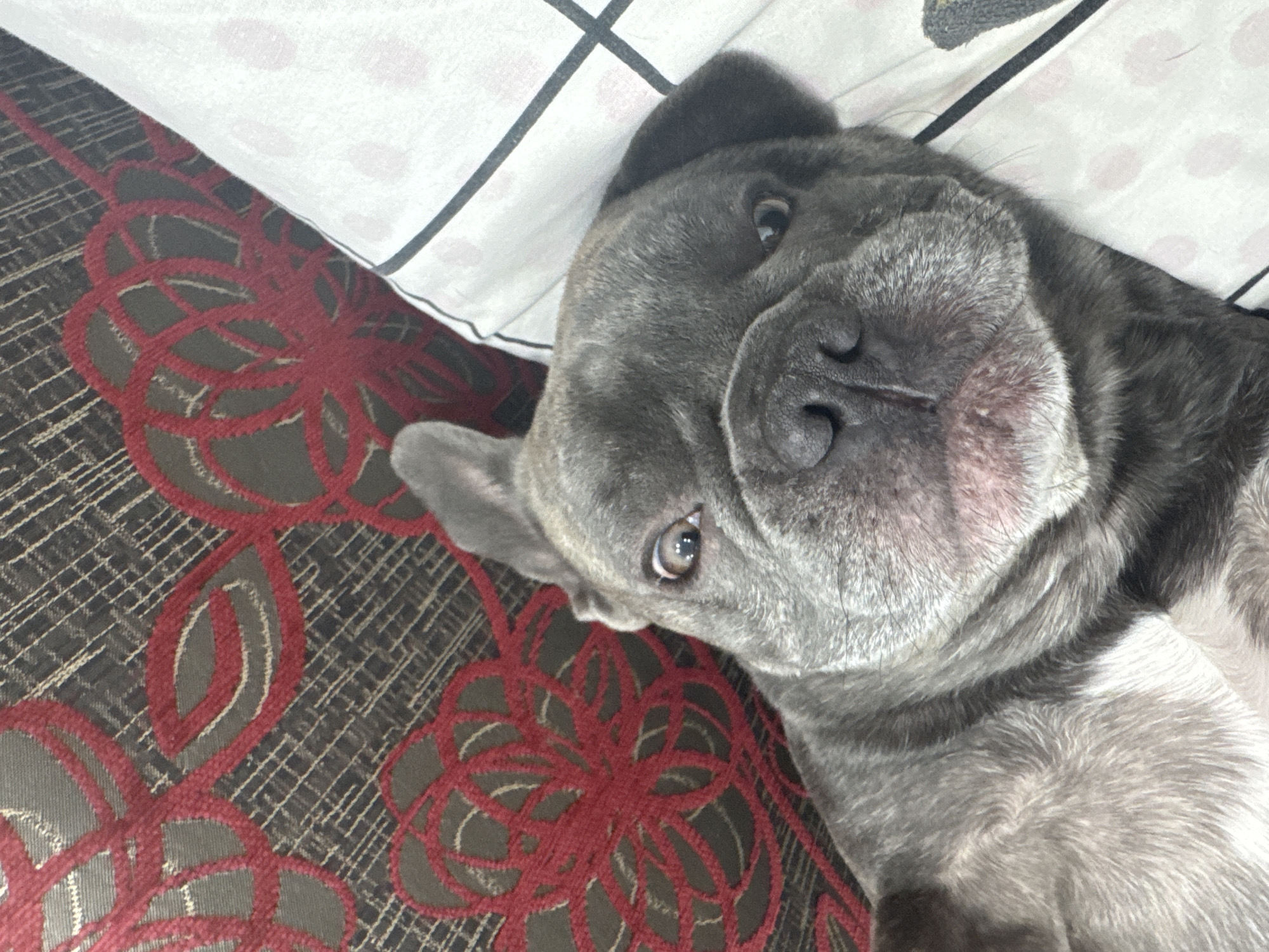 A grey dog with a dark brindle pattern on its fur is lying on its back on a bed with white and black striped sheets. The dog's head is tilted, and its eyes are open, looking towards the camera. Its nose is dark and wet, and its mouth is slightly open, revealing a pink tongue and some teeth. The dog is positioned in the foreground of the image. In the background, a pillow or cushion with a dark brown base and a red floral pattern is visible. The environment appears to be indoors, likely a bedroom. The image was taken in Nasonovo, Russia.