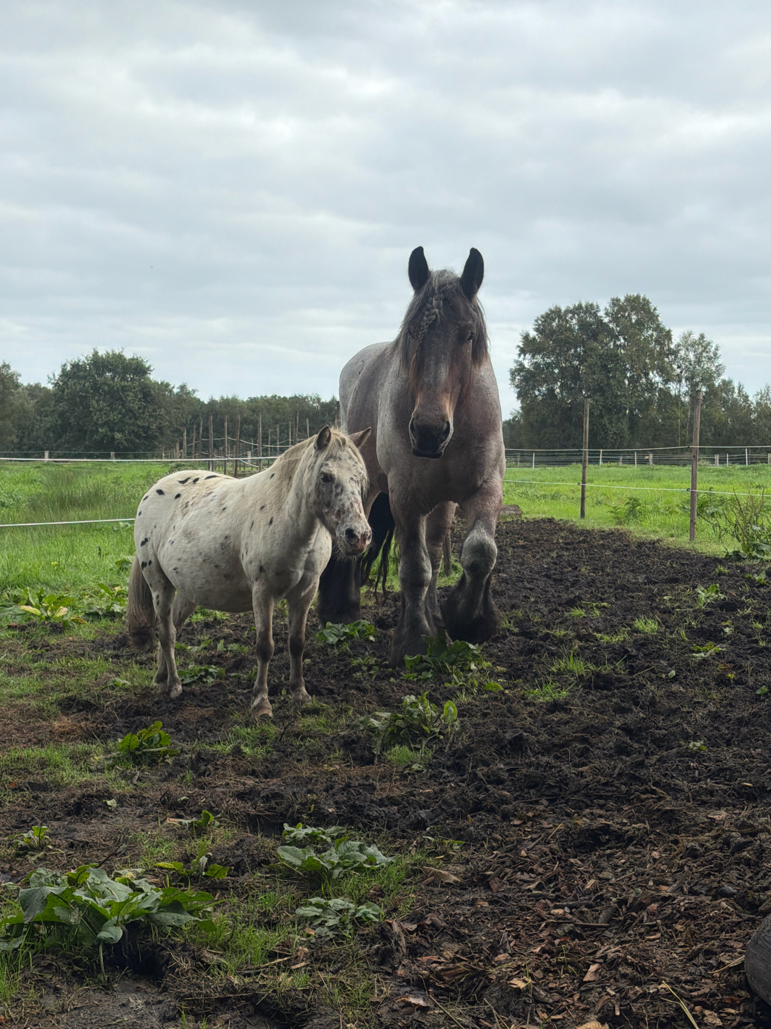 In Himmelpforten, Germany, two horses are in a muddy field on an overcast day. The horse on the left is smaller, white with black spots, and appears to be a pony. It stands facing right, its body partially obscured by the larger horse. The horse on the right is significantly larger, a draft horse, with a grey coat and a braided mane. It stands facing forward, looking directly at the camera. Both horses are in a muddy enclosure with sparse grass. In the background, there is a line of trees and fencing.