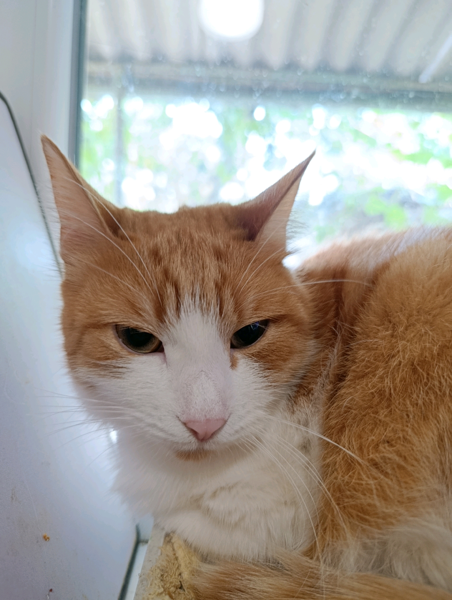 A medium shot captures an orange and white cat lying down indoors, with its body angled to the right of the frame. The cat's head is turned slightly to the left, facing the viewer with its eyes partially closed and a soft gaze. Its fur is a mix of orange tabby markings and white patches, particularly on its face and chest. The background is blurred, showing a window with diffused light and green foliage outside, suggesting a daytime scene. The cat is positioned on a textured surface, possibly a windowsill or a piece of furniture. The overall impression is one of a calm and relaxed domestic animal. There is no visible indication of the specific location in Cherkasy, Ukraine, other than what can be inferred from the natural light and the domestic setting.