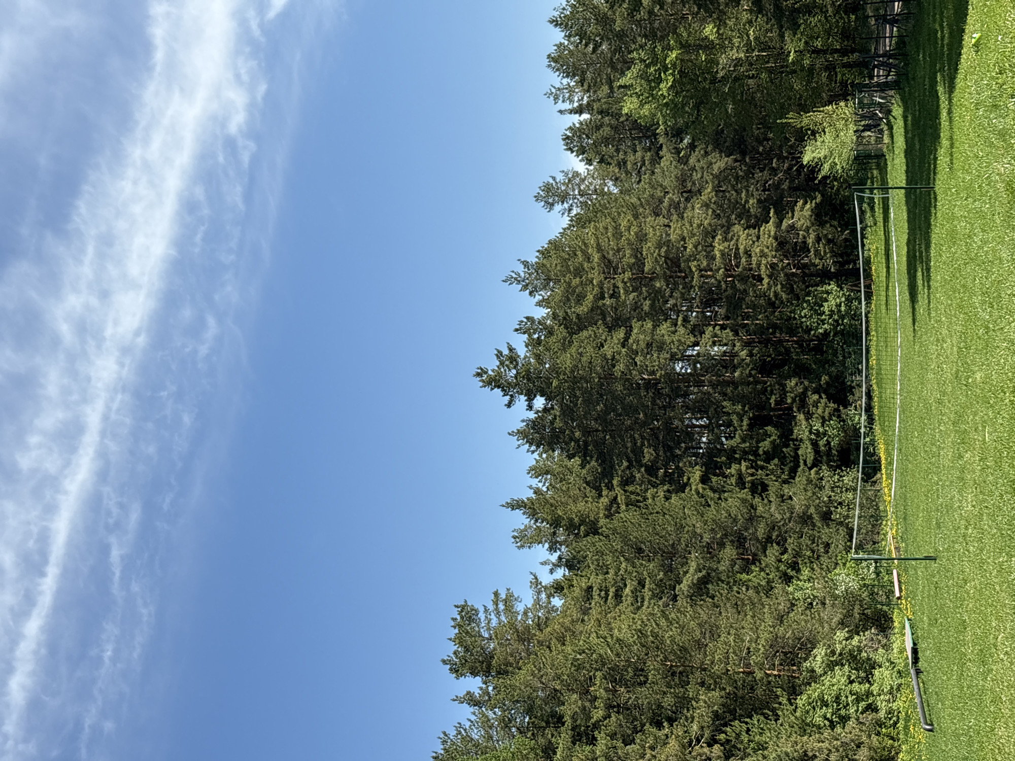 The image presents a landscape scene, possibly located in or near Прикамский, Russia. A clear blue sky with wispy clouds occupies the left portion of the frame. The right side is dominated by a dense row of coniferous trees, transitioning into a grassy area. A volleyball net is visible on the grass, suggesting a recreational or sports area.
