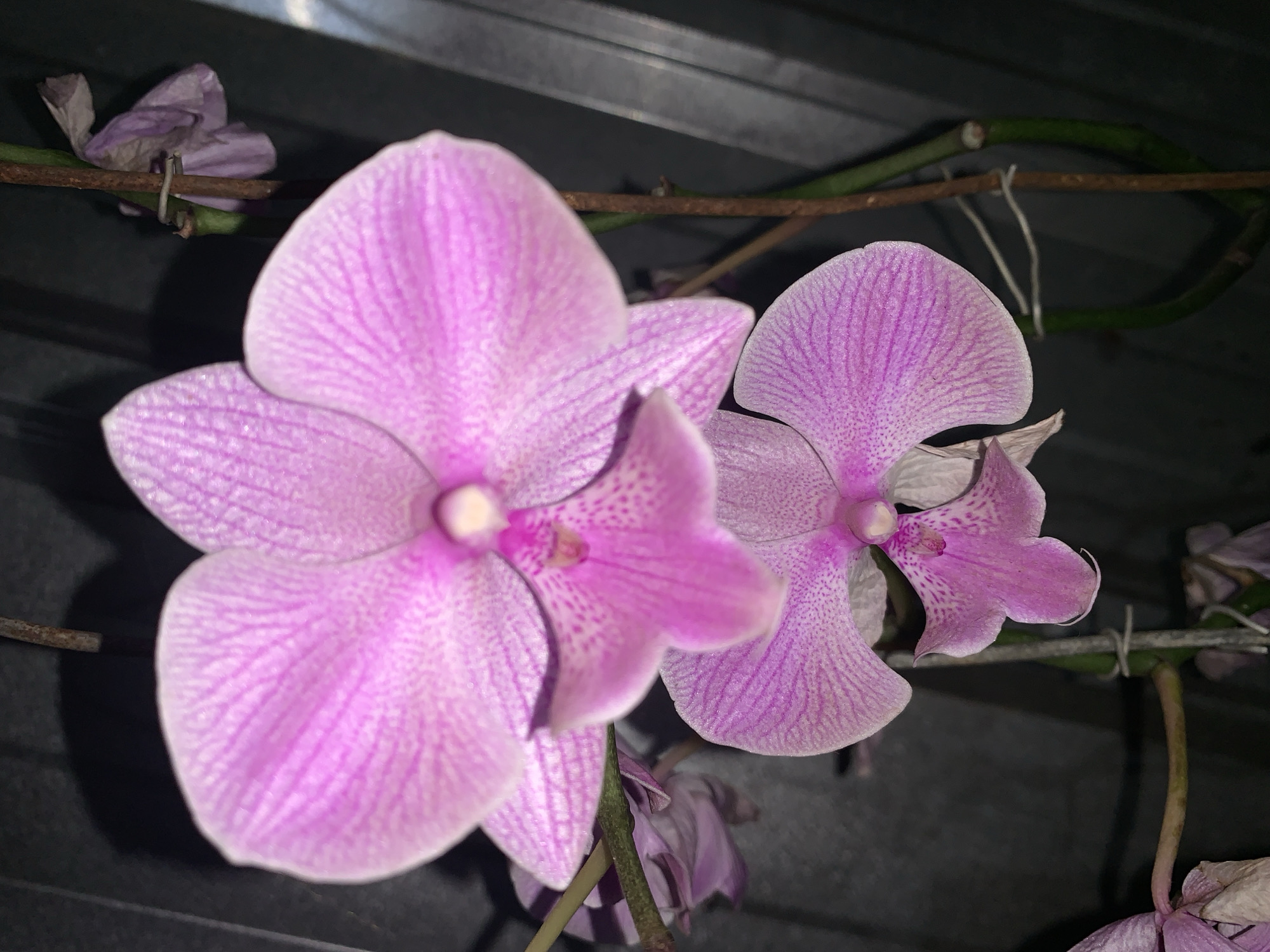 The image shows a close-up of two pink orchids with intricate veining and speckled patterns on their petals. The orchids are attached to a thin, brown stem, which is supported by a thin wire. The background is dark and appears to be an interior wall, possibly made of corrugated metal or plastic. To the right of the orchids, a portion of a grey, ribbed surface is visible. The lighting suggests the photo was taken indoors, with a shadow cast by one of the orchids onto the background. There are no people or animals visible in the image. The overall scene is that of a cultivated orchid plant. There is no information in the image to suggest a specific location in Tanggung, Indonesia.