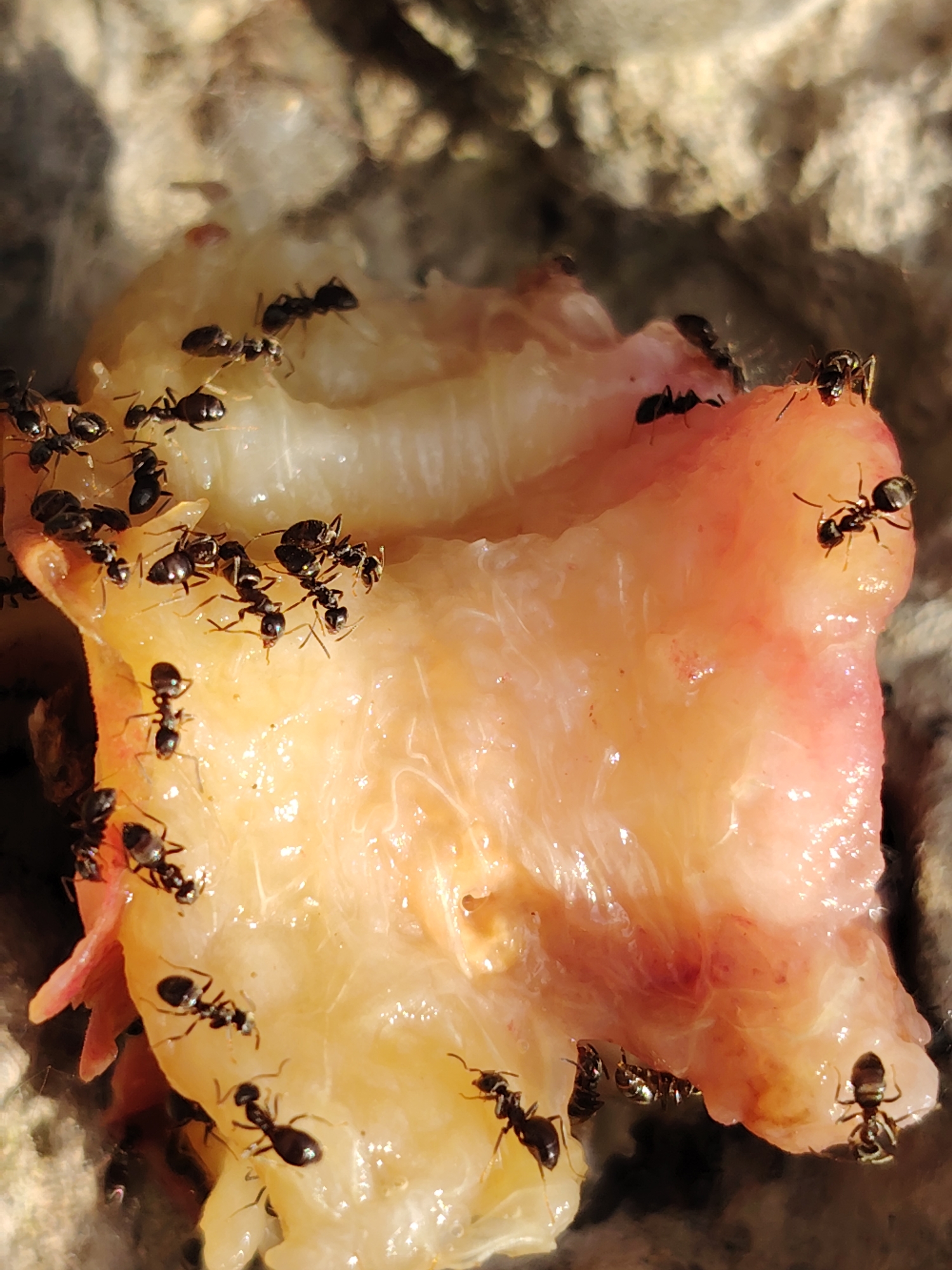 The image shows a close-up view of a group of ants swarming over a piece of food, possibly fruit, that appears to be partially decomposed. The food is light-colored with some reddish-pink areas, and it has a somewhat fleshy texture. The ants are small, black, and are actively feeding on the food. Some ants are clustered together, while others are spread out. The background is out of focus but appears to be a rough, textured surface, possibly soil or bark. There are no people or other animals visible in the image. The scene is likely outdoors, given the natural textures in the background. No specific location within Chaikovsky, Russia, can be determined from the image itself.