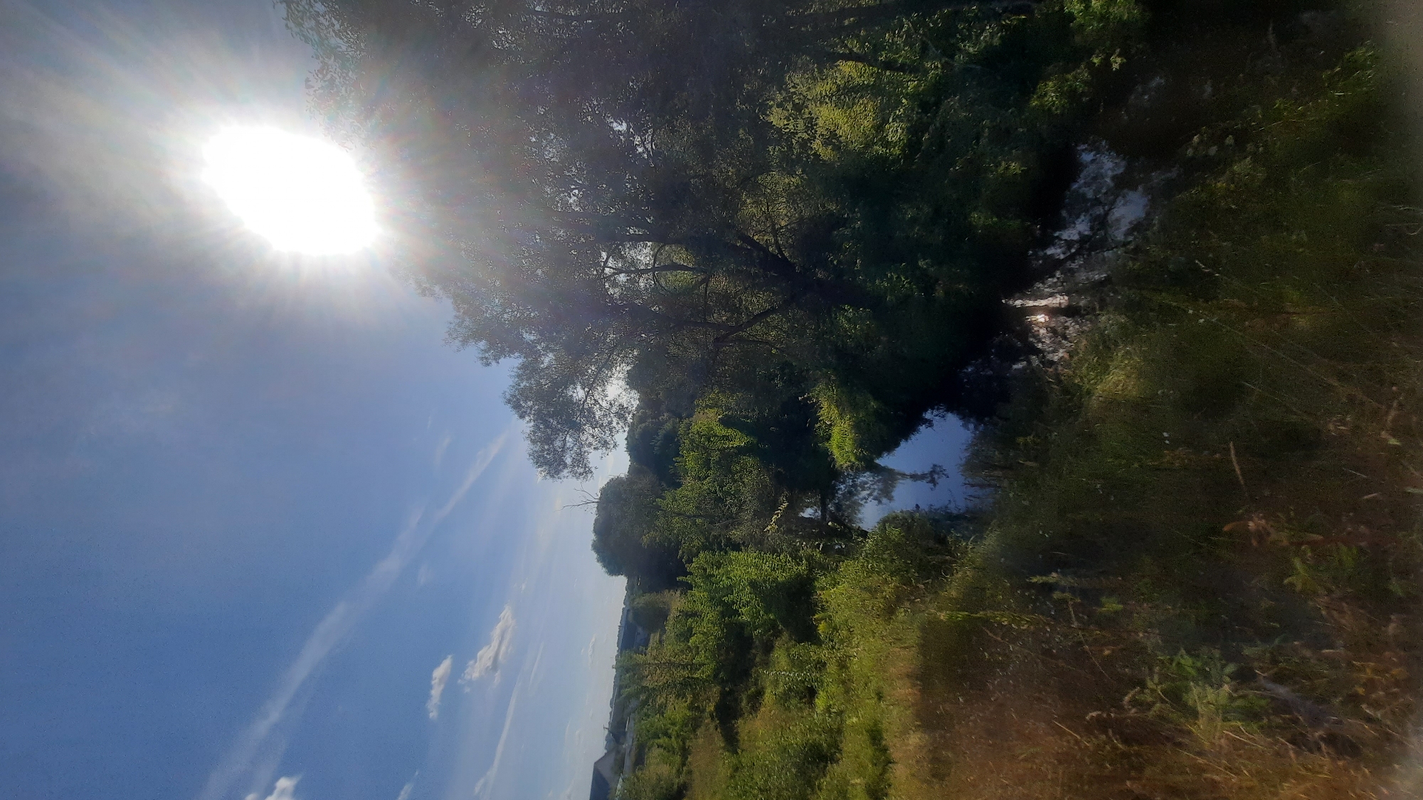 A bright sun shines in the upper right corner of the image, casting lens flares across the scene. The sky is a clear blue with a few wispy white clouds. In the foreground, tall green grass and reeds grow on a slight incline. A narrow, dark river or stream winds through the middle ground, reflecting the surrounding trees and sky. Dense green trees and foliage line the banks of the river, creating a lush, natural landscape. In the distance, on the left side of the image, a few buildings are visible, suggesting the presence of a settlement. The overall impression is a peaceful, sun-drenched natural scene with a hint of human habitation in the background, possibly on the outskirts of Shklov, Belarus.