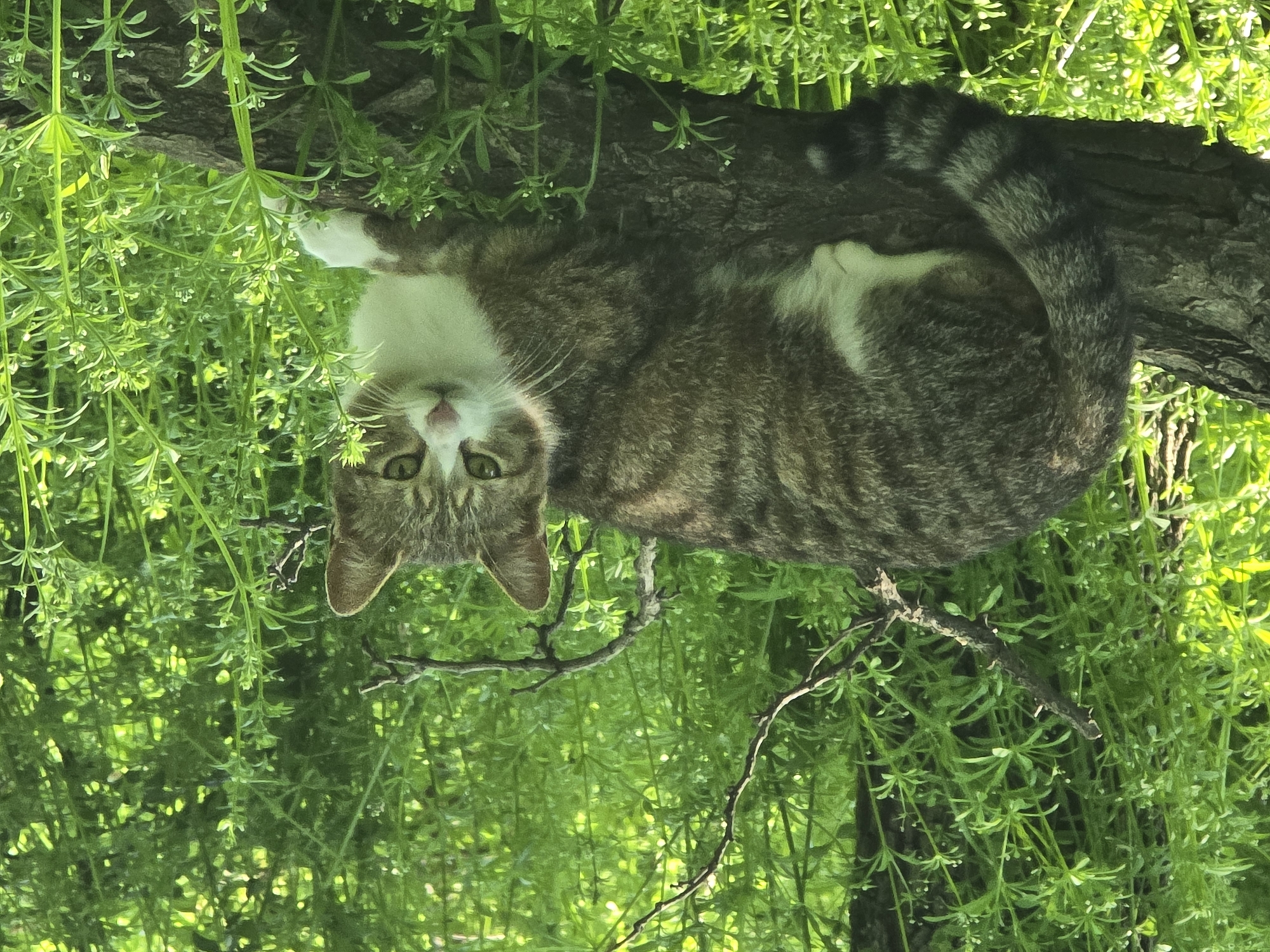 A medium shot, taken from an angle above, depicts a tabby cat resting on a tree branch amidst dense green foliage in Unknown, Unknown. The cat, which is primarily gray and brown, has a white bib and paws. It is reclining on the branch, its striped tail curving around its body. The cat gazes directly into the camera with its green eyes. The branch is part of a tree surrounded by verdant vegetation.