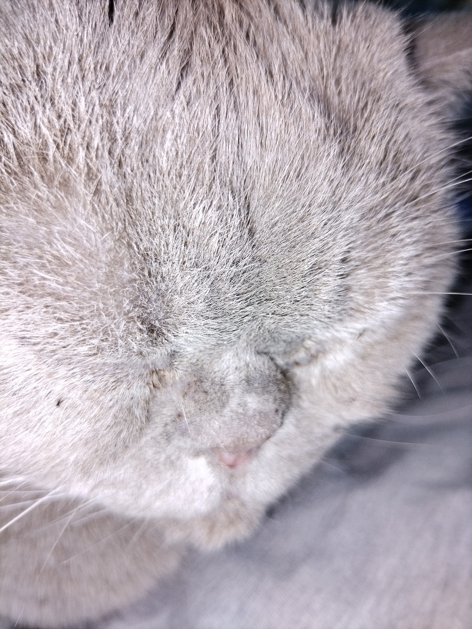 The image is a close-up, top-down view of a cat's face. The cat has light gray fur, with some darker gray markings visible on its forehead and around its nose. The cat's eyes are closed, and its nose is pink. The fur is very dense and appears soft. Some white whiskers are visible extending from the sides of its face. The background is blurred and appears to be a gray, soft surface, possibly a blanket or furniture. The overall impression is one of a resting or sleeping animal. The image is taken in an indoor setting, with no visible indication of a specific city or location.