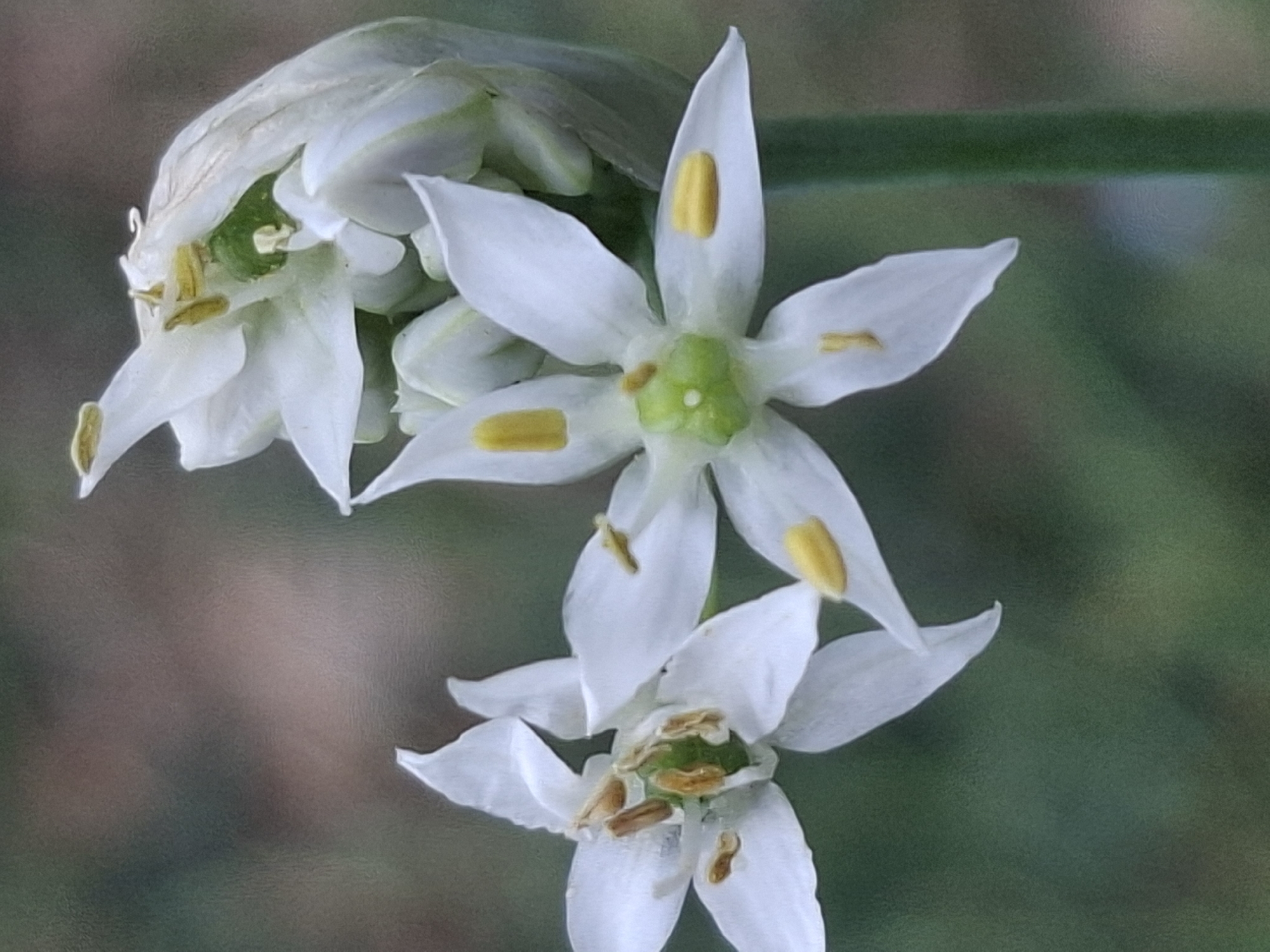 The image shows a close-up view of a cluster of white flowers, possibly from the *Allium* genus, which is common in Kazakhstan. The flowers have six delicate white petals, with yellow anthers and a green pistil. Some of the flowers are in full bloom, while others are still in bud form. The background is a softly blurred wash of greens and browns, suggesting a natural, outdoor setting. The lighting is soft and diffused, highlighting the textures and delicate details of the flowers. The photo appears to have been taken in Almaty, Kazakhstan, a city known for its abundant greenery and diverse flora.