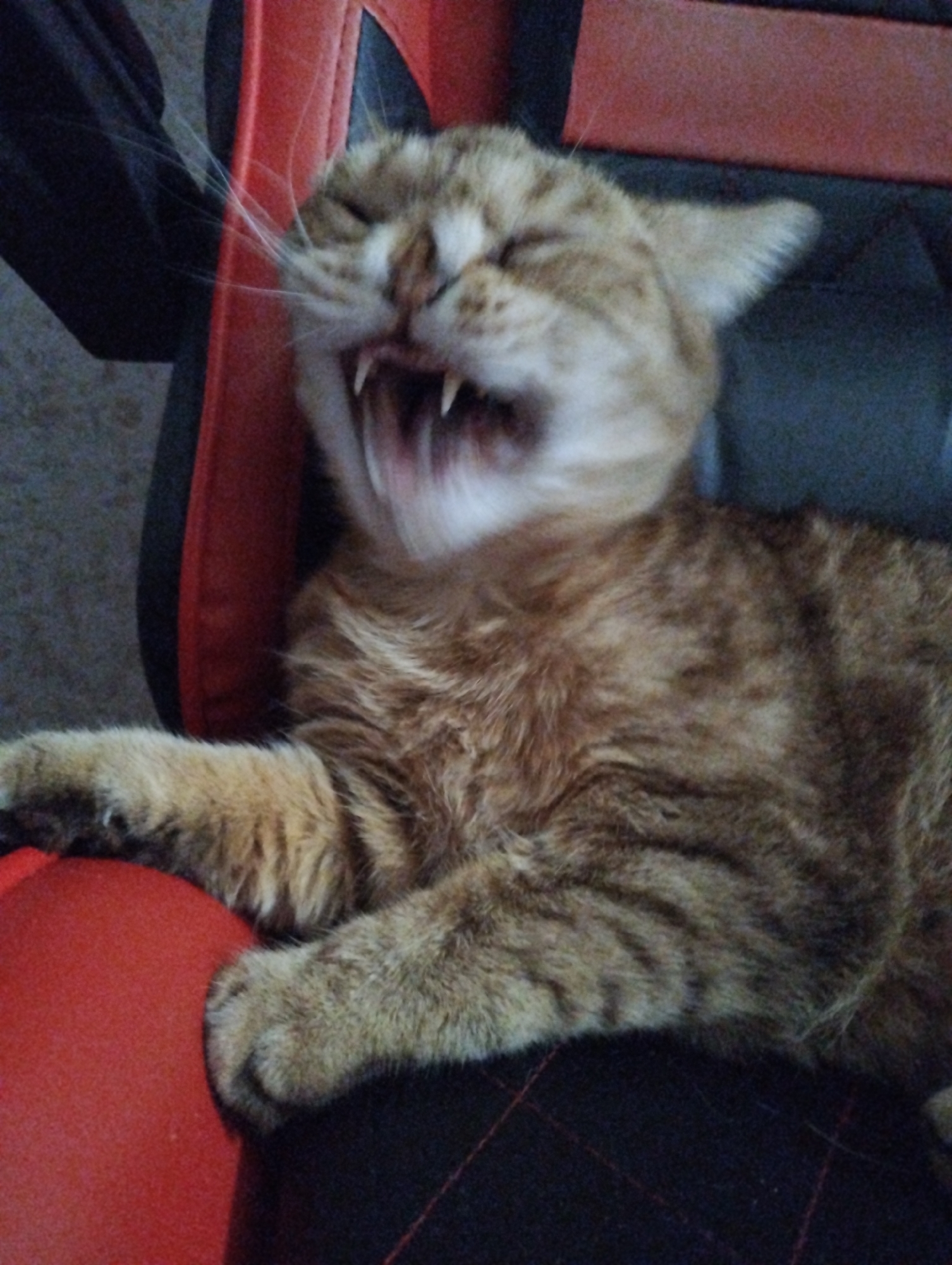 A light orange tabby cat lies on a red and black chair. The cat has its mouth wide open, showing its teeth, likely in a yawn. The cat's eyes are closed. The location of the image is not discernible from the provided image and cannot be reliably identified as Saratov, Russia.