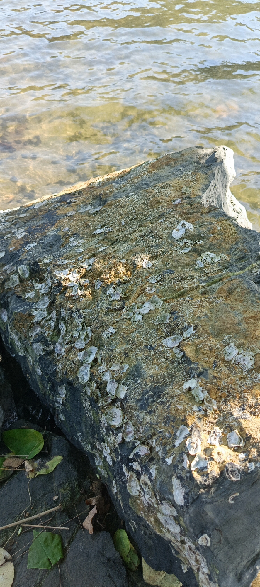 A large, weathered rock sits at the edge of a body of water. The rock is covered in a multitude of small, irregularly shaped shells, likely barnacles or oysters, giving it a textured and uneven surface. The rock's coloration varies, with patches of grey, brown, and greenish hues, suggesting exposure to the elements and marine life. The water, visible in the background, is clear with a gentle ripple, reflecting the light and showing a sandy or rocky bottom. Some green and brown leaves are scattered around the base of the rock, indicating a natural, possibly coastal, environment. The scene is a close-up, detailed view of the rock and water.