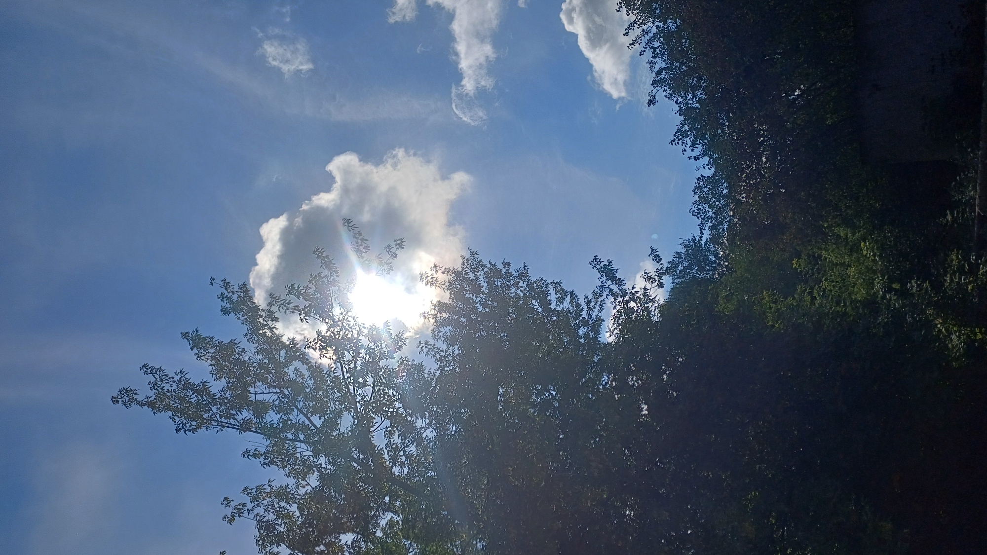 The image shows a tree with dark green leaves silhouetted against a bright blue sky. The sun is shining through the leaves, creating a lens flare effect. There are some white clouds in the sky, and the sun is partially obscured by one of the clouds. The bottom of the image shows more trees and foliage, with some of it in shadow. The overall scene is one of a bright, sunny day, possibly in a park or a natural setting. There are no people or specific buildings visible in the image, making it impossible to determine the exact location within the city of Izhevsk, Russia. The image is a vertical, full-shot, outdoor photograph taken in daylight.