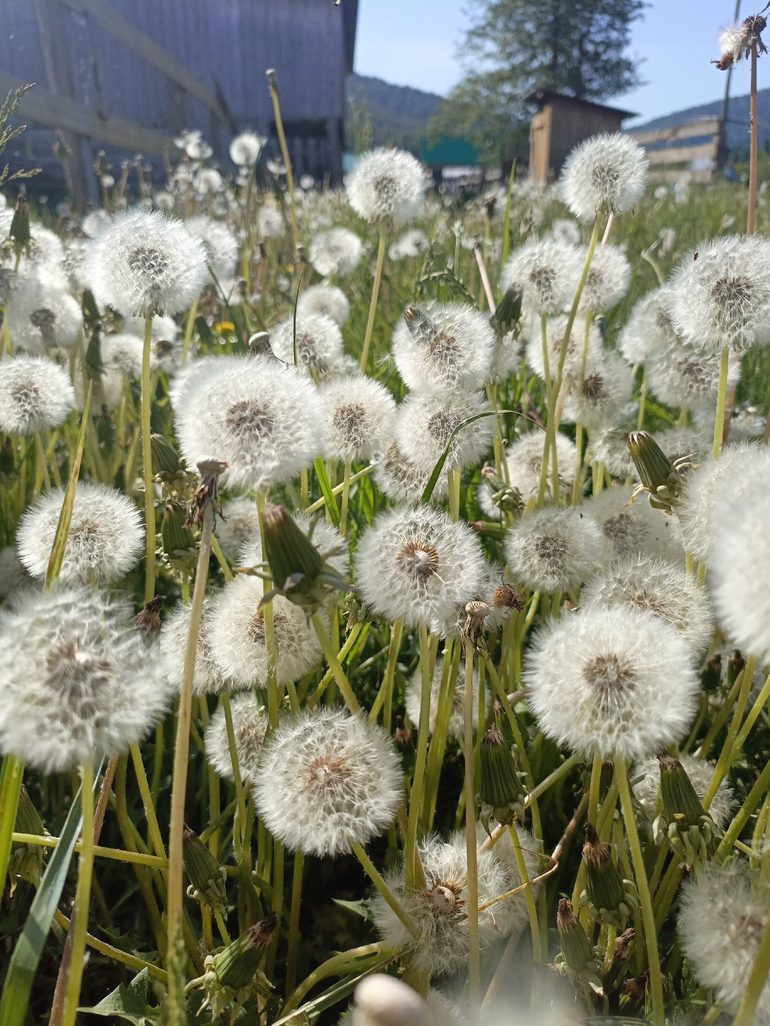 The image depicts a field of dandelions in the seed-head stage, with numerous fluffy white orbs dominating the foreground. Green stems and unopened dandelion buds are interspersed among the seed heads. In the background, a wooden structure is visible, and a distant hill or mountain can be discerned beneath a clear, blue sky. Based on the prompt information, the location is presumably in Gabdyukovo, Russia.