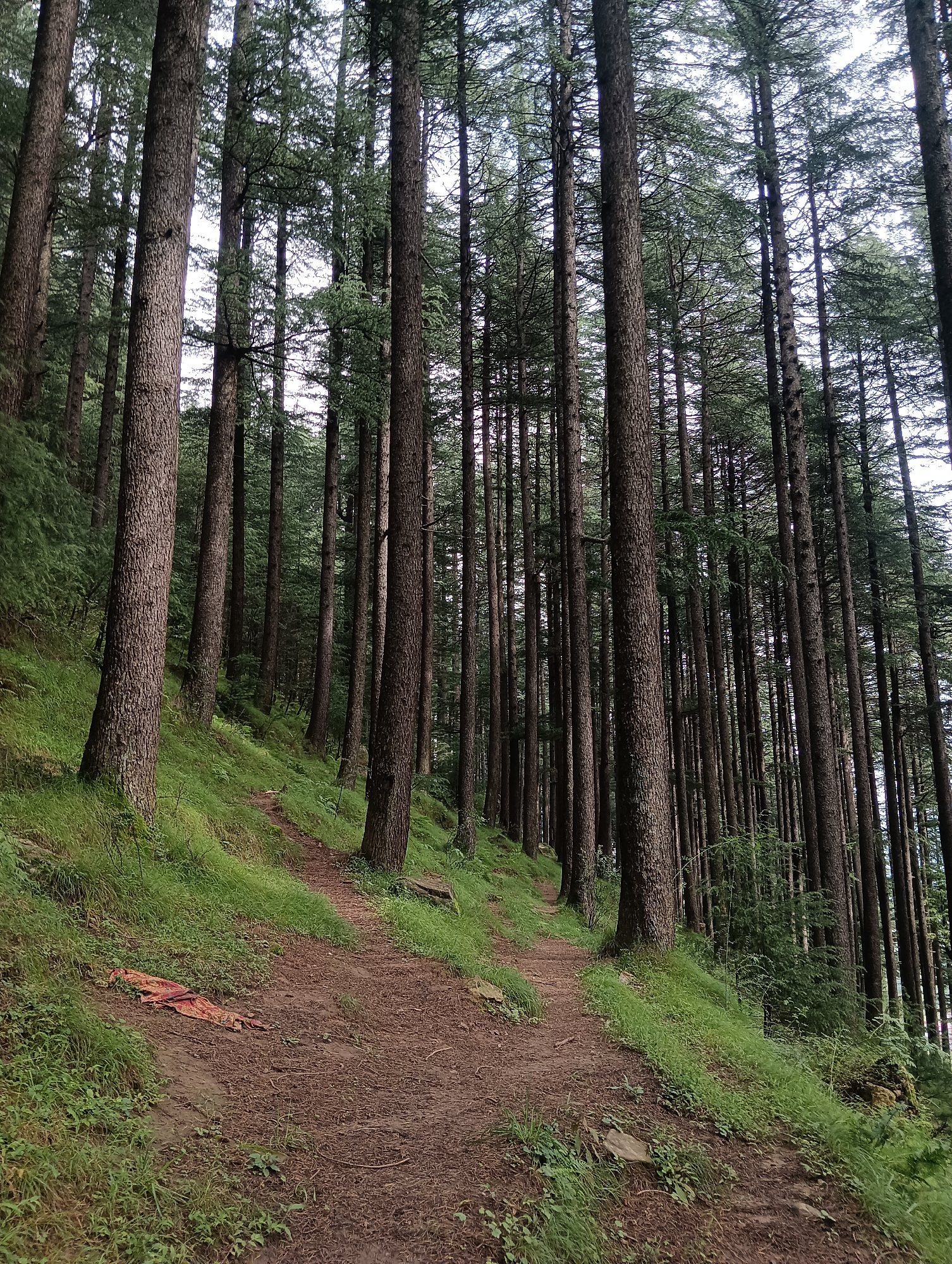 In the city of Chhyal, India, a dirt path winds through a dense forest of tall, slender pine trees. The path bifurcates, with one branch ascending a grassy incline to the left and the other continuing forward to the right. The ground is covered in a mixture of dirt and pine needles, with patches of vibrant green grass and ferns growing on the forest floor and along the path's edges. The overall scene is one of natural beauty and tranquility.