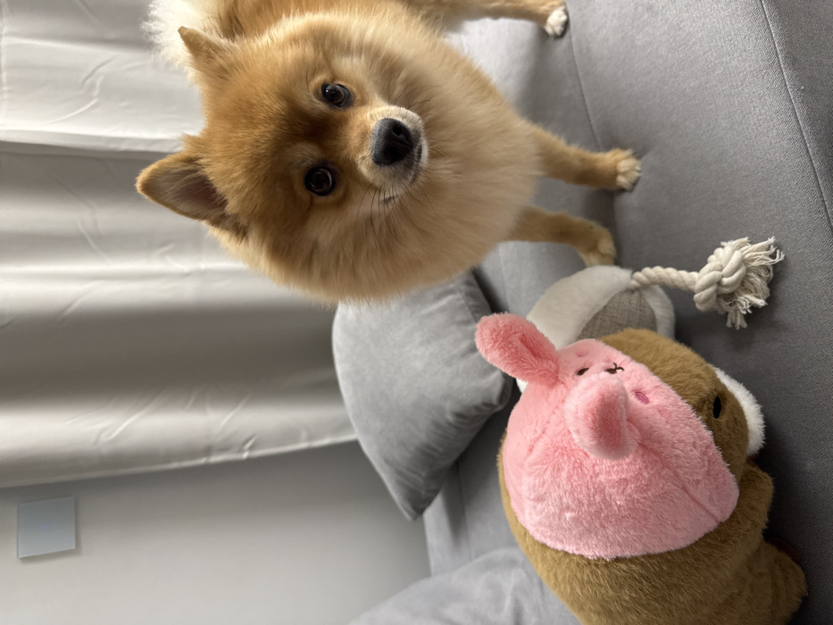 An indoor scene depicts a small, light-brown Pomeranian dog standing on a gray upholstered sofa within a residence in Sofia, Bulgaria. The dog, positioned slightly right of center and facing the camera, has dark eyes, a black nose, and pointed ears. Its fur is fluffy and appears well-groomed. To the left of the dog, also on the sofa, is a plush toy. This toy is predominantly brown, partially covered by a pink bunny-themed hat, and has an attached rope toy component made of twisted white fabric with a knot. A gray throw pillow rests on the sofa behind the plush toy. The background features a plain light-colored wall on the left, where a square white smart light switch is mounted. To the right, light-colored curtains with vertical folds are visible. The overall lighting is even, illuminating the subjects and environment.