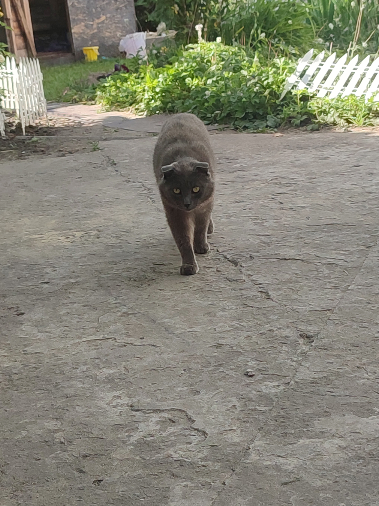 The media file shows a medium shot of a gray Scottish Fold cat walking towards the camera on a paved surface. The cat is in focus, with its ears folded forward and its yellow eyes looking directly at the viewer. Its fur is short and sleek, and its tail is not visible. The cat's paws are dark gray.
The background is slightly out of focus, but it appears to be an outdoor setting, likely a yard or courtyard. To the left, a white picket fence is visible, with some green foliage behind it. Further back, there is a rustic wooden structure, possibly a shed or outbuilding, with a yellow bucket to its left. The ground in the background is covered in green grass and more foliage. To the right, more green plants are visible, along with another section of white picket fence.
The lighting suggests it is daytime, with bright sunlight casting shadows. The overall scene appears to be a casual, everyday moment in a rural or suburban setting. There is no text visible in the image. The cat's gaze and posture convey a sense of curiosity or approachability.
