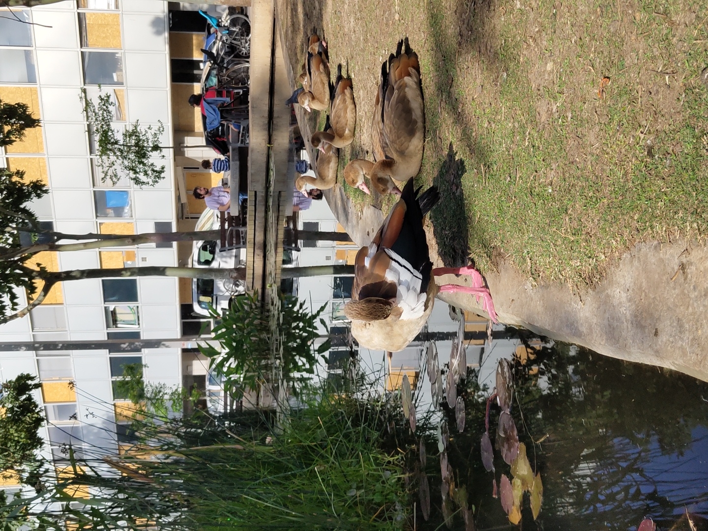 The image shows a group of Egyptian geese near a pond in a park. There are some people seated at tables in the background, and behind them is a large, modern building with many windows, some of which appear to be boarded up. The scene is generally sunny, and the vegetation around the pond is green and lush. The building in the background suggests the location is in an urban area. While it's difficult to verify the specific location, the architectural style is common in parts of Tel Aviv, Israel.