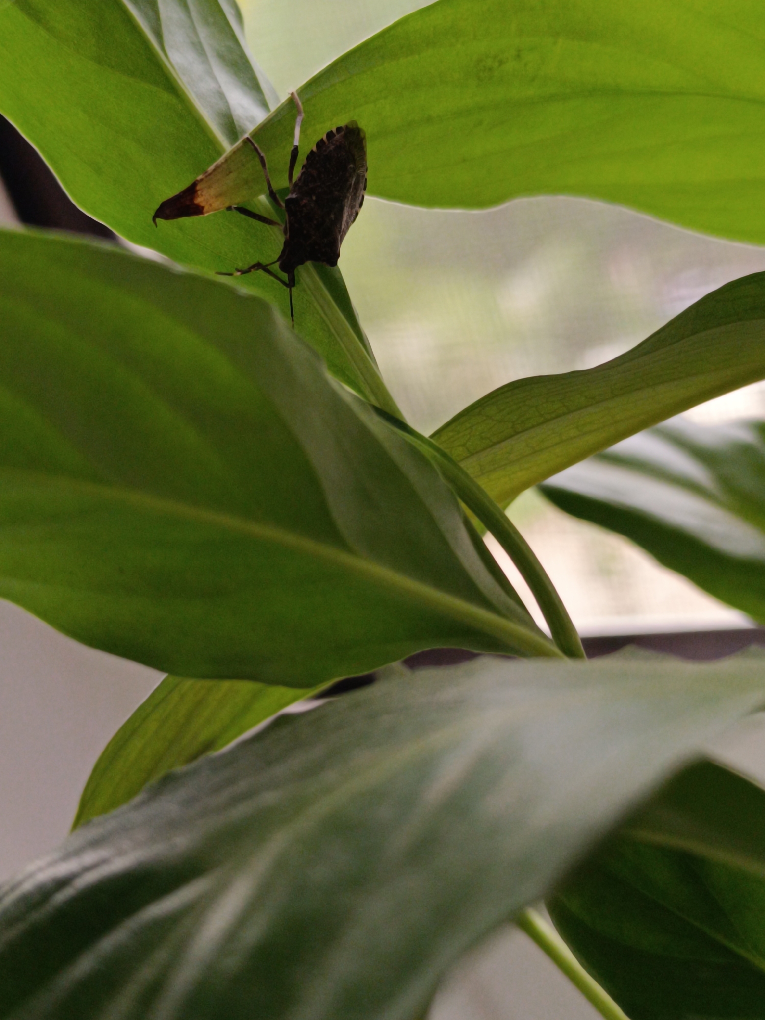 A stink bug clings to the underside of a broad, green leaf. The bug is dark brown with a shield-shaped body. The leaf above it has a section that is turning brown. The background is blurry and shows what might be a window with a view to the outside. The setting is indoors. There is no specific evidence of this image being taken in Sochi, Russia.