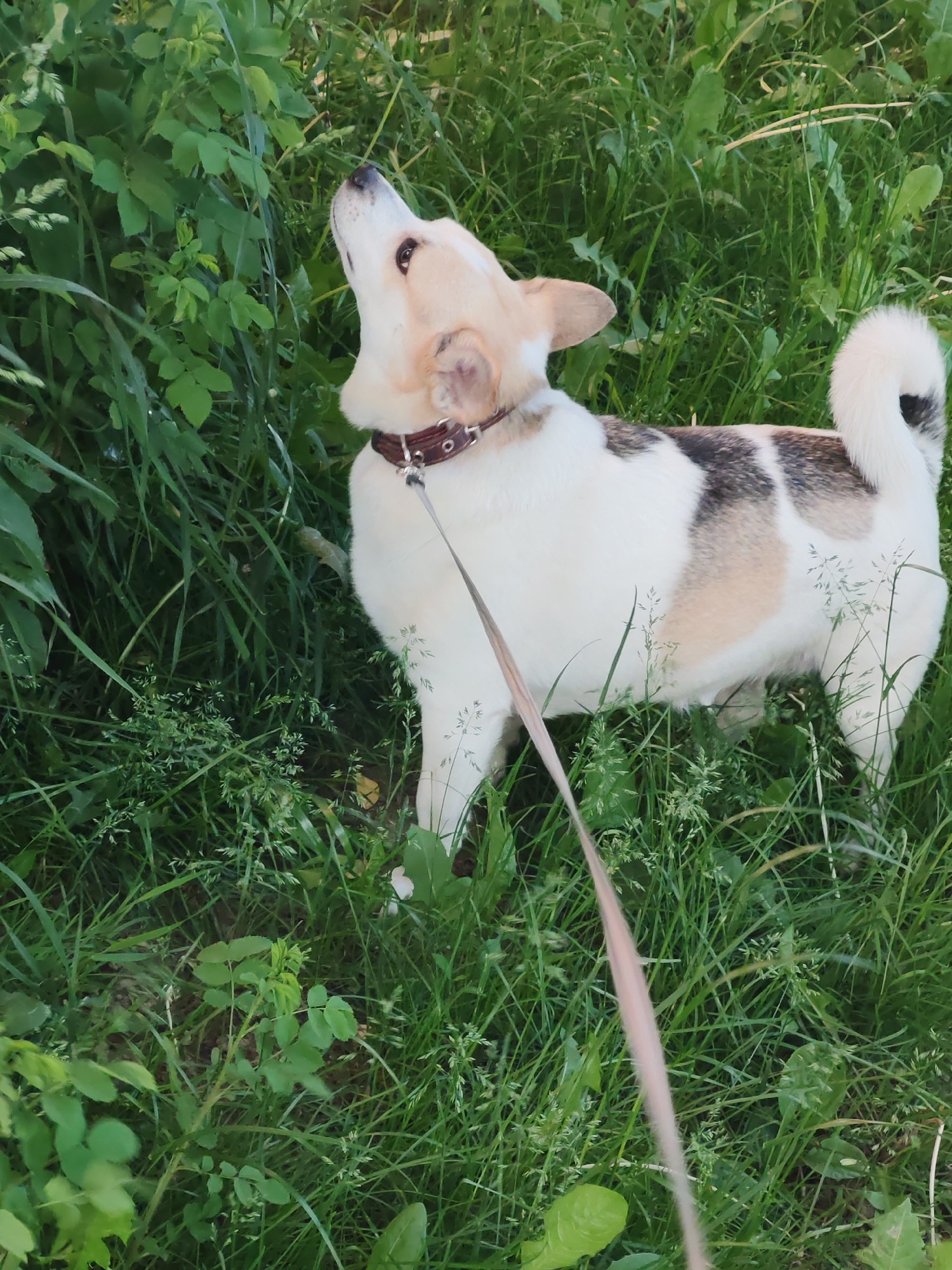 A tan and white dog, wearing a brown collar and attached leash, stands amidst tall green grass and other vegetation. The dog is looking upwards, possibly at something above the frame. The location appears to be an outdoor grassy area, possibly a park or field. The city and specific location are unknown.