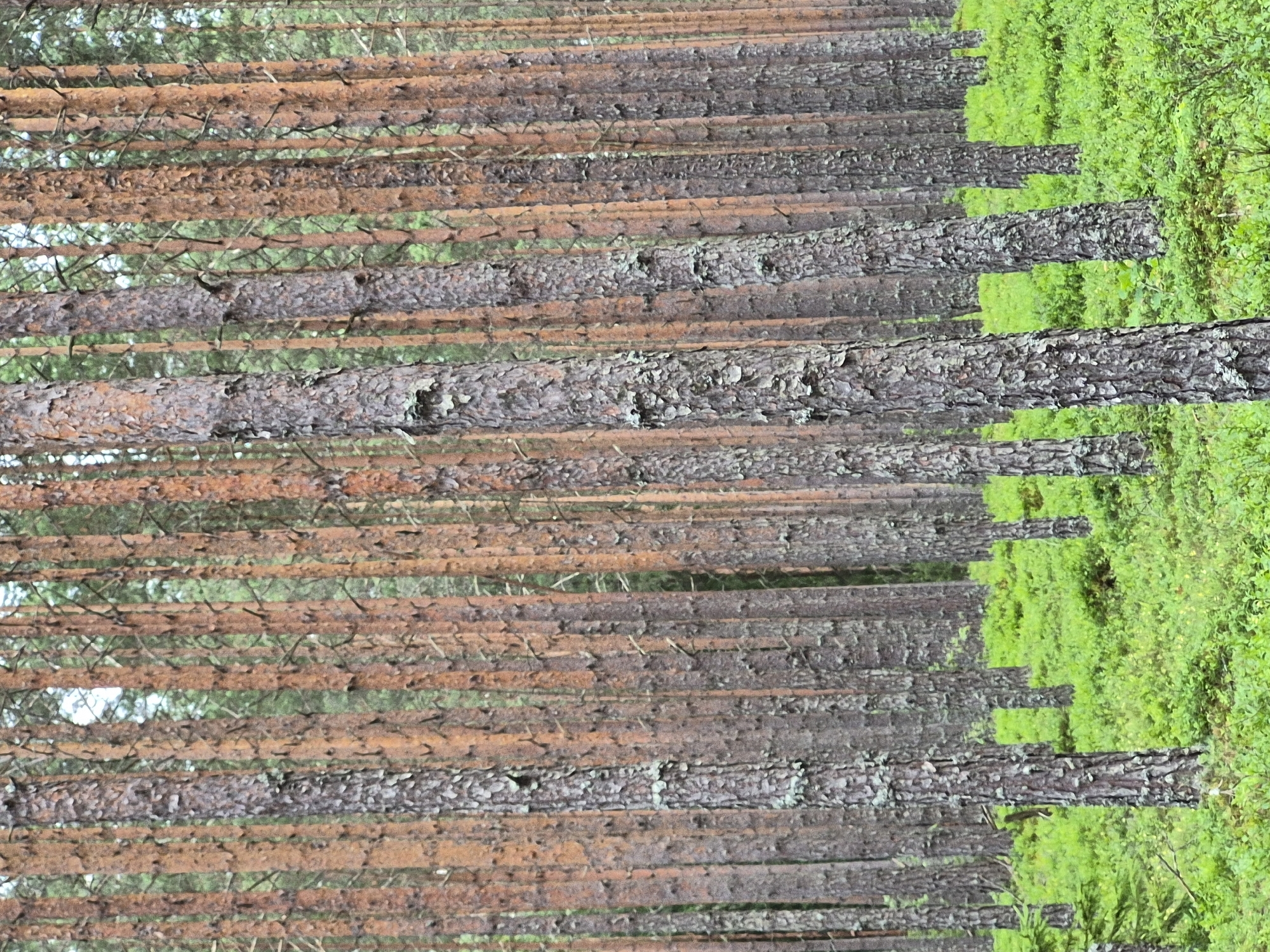 The image depicts a dense pine forest with an undergrowth of bright green foliage, likely bilberry bushes. The pine trees are tall and slender, with rough, textured bark, varying in shades of brown and gray. The ground is covered in a thick carpet of vibrant green, indicating a healthy, well-established forest floor. The lighting suggests an overcast or shaded environment, common in dense woodlands. The scene appears to be a natural, undisturbed forest in the vicinity of Hargla, Estonia. There are no people or animals visible in the frame. The image captures the texture and verticality of the pine trees, contrasted with the low-lying, sprawling greenery.