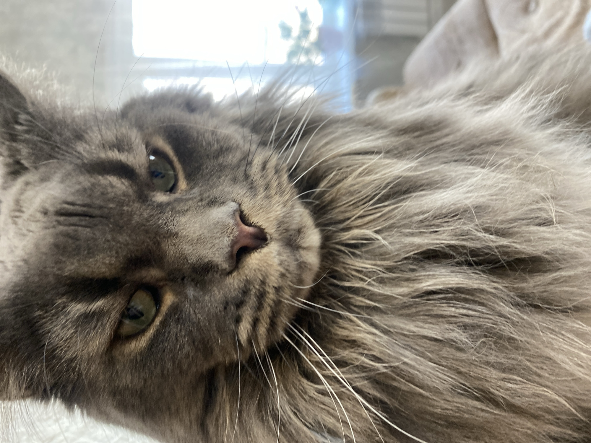 A close-up, slightly tilted, eye-level shot features a gray cat. The cat's face is predominantly in focus, revealing a pink nose, light green eyes, and long white whiskers. The cat's fur is thick and gray, with variations in shading. The background is blurred, suggesting an indoor environment with a window.