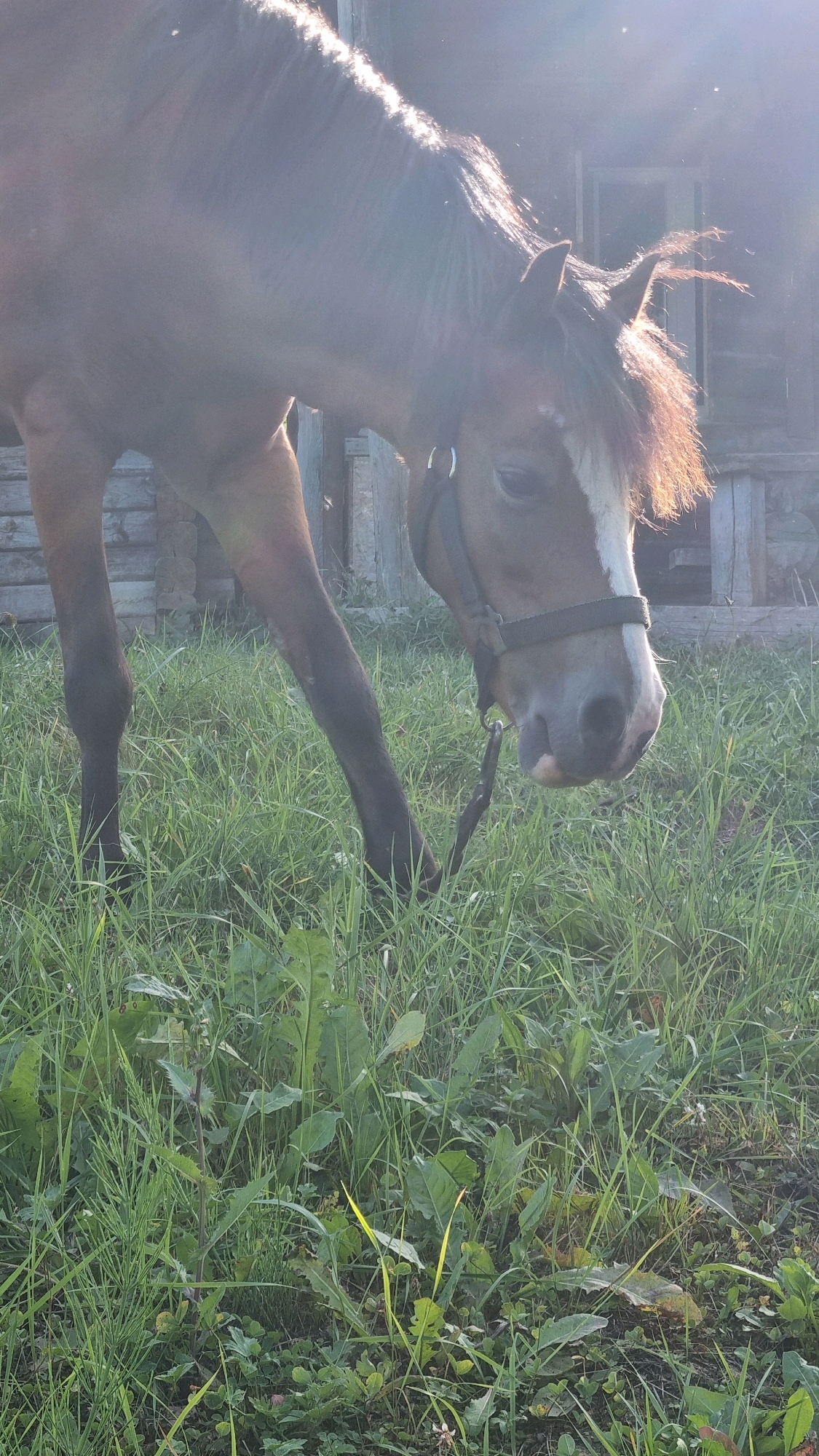 A brown horse with a white blaze on its face grazes in a grassy area in front of a wooden structure, possibly a barn or shed, in Izky, Ukraine. The horse is wearing a dark halter and lead rope. Sunlight streams in from the upper left, creating lens flare and highlighting the horse's mane. The background shows the rough-hewn planks of a wooden building. The foreground is filled with green grass and weeds. The lighting suggests it is either early morning or late afternoon.