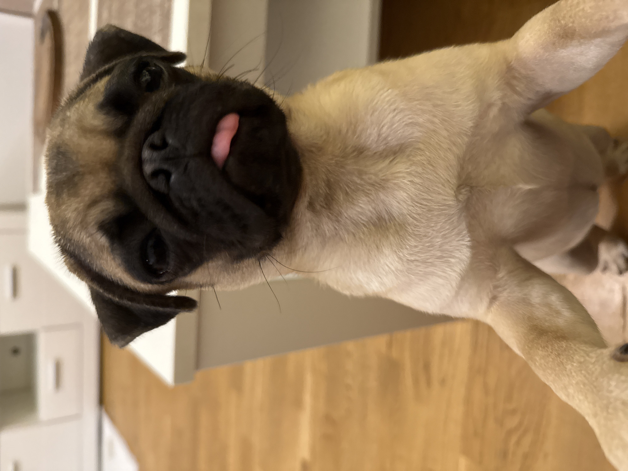 A pug puppy with its tongue sticking out is standing with its front paws on a surface, looking directly at the camera. The puppy has fawn-colored fur and a black face. The background consists of a wooden floor and white furniture. The image appears to be taken indoors.