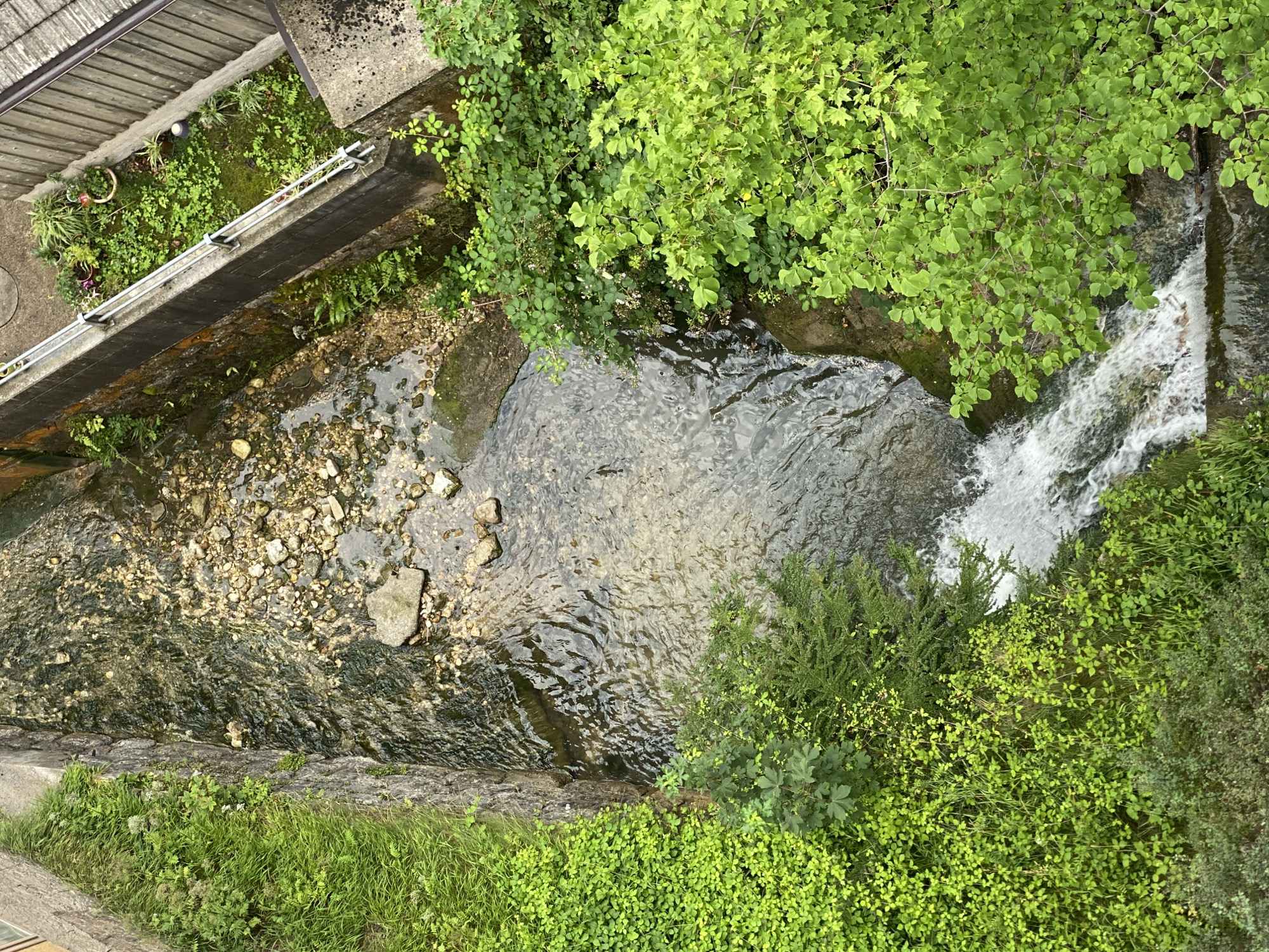 This is a top-down, eye-level, medium shot of a small, partially overgrown canal or stream in the city of Hallstatt, Austria. The canal has stone and concrete walls, with lush green vegetation, including grass, clover, and trees, growing on its banks and spilling into the water. The water is clear and flowing over a rocky bed, with a small waterfall visible towards the bottom of the frame. On the right side of the canal, a raised concrete walkway with a metal railing is visible, bordered by more plants and some potted plants. The overall scene depicts a natural element integrated into an urban setting, suggesting a well-maintained or preserved area within the city. There are no people visible in the image.