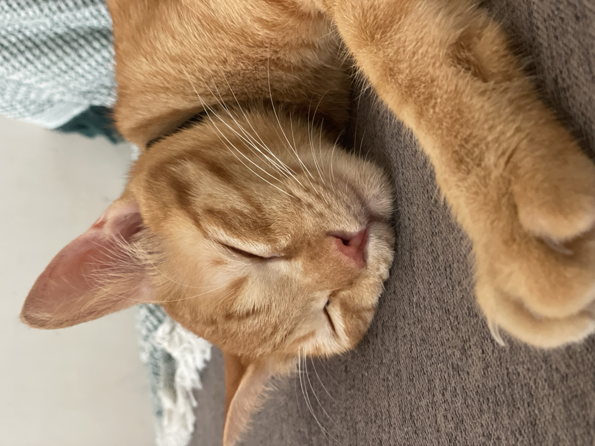 An orange domestic cat is depicted in a state of sleep, positioned on its left side upon a textured, grey-brown fabric surface. The cat's eyes are closed, its pink nasal planum is visible, and numerous white vibrissae extend laterally from its muzzle. A black collar is partially visible around the animal's neck. In the background, a light-colored wall is present, partially covered by a woven blanket exhibiting a light green and white patterned weave, with a darker green textile underlying it. The scene is located within an indoor environment in Denpasar, Indonesia.