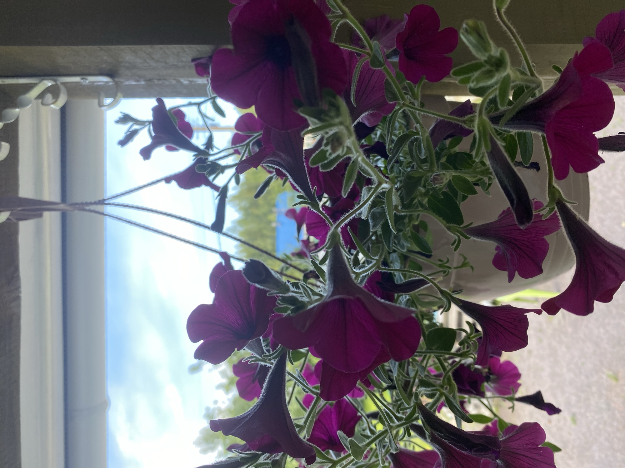 The image shows a close-up of hanging petunias with deep pink flowers, some of which are in focus and others are blurred. The flowers are clustered together in a white hanging pot, supported by strings. The background reveals a window with a view of a partly cloudy sky, trees, and what appears to be a blue structure in the distance, possibly a building. The setting is an outdoor environment, suggesting a balcony or patio in Leipyasuo, Russia, given the contextual information. The lighting is natural and slightly diffused, highlighting the velvety texture of the petals and the fuzzy stems and leaves of the petunias. There are no people or animals visible in the frame. The overall impression is a still life of flowering plants against a soft, natural backdrop.
