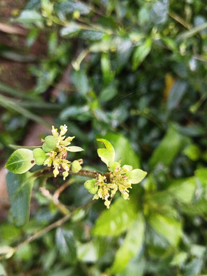 A close-up image depicts a section of a plant branch featuring two clusters of small, pale yellow-green florets or buds. The scene is located in Mengzi City, China. Each cluster contains numerous developing flowers with visible yellowish-white stamens. Small, ovate green leaves are present on the branch, some exhibiting minor dark spots. A diminutive, mottled brown organism, approximately 2-3mm in length, is visible nestled within the upper cluster of florets. Fine, translucent strands consistent with spider silk traverse the upper background and subtly intersect the foliage. The background consists of heavily blurred green foliage, indicative of an outdoor, natural environment. No individuals or deliberate actions are depicted.
