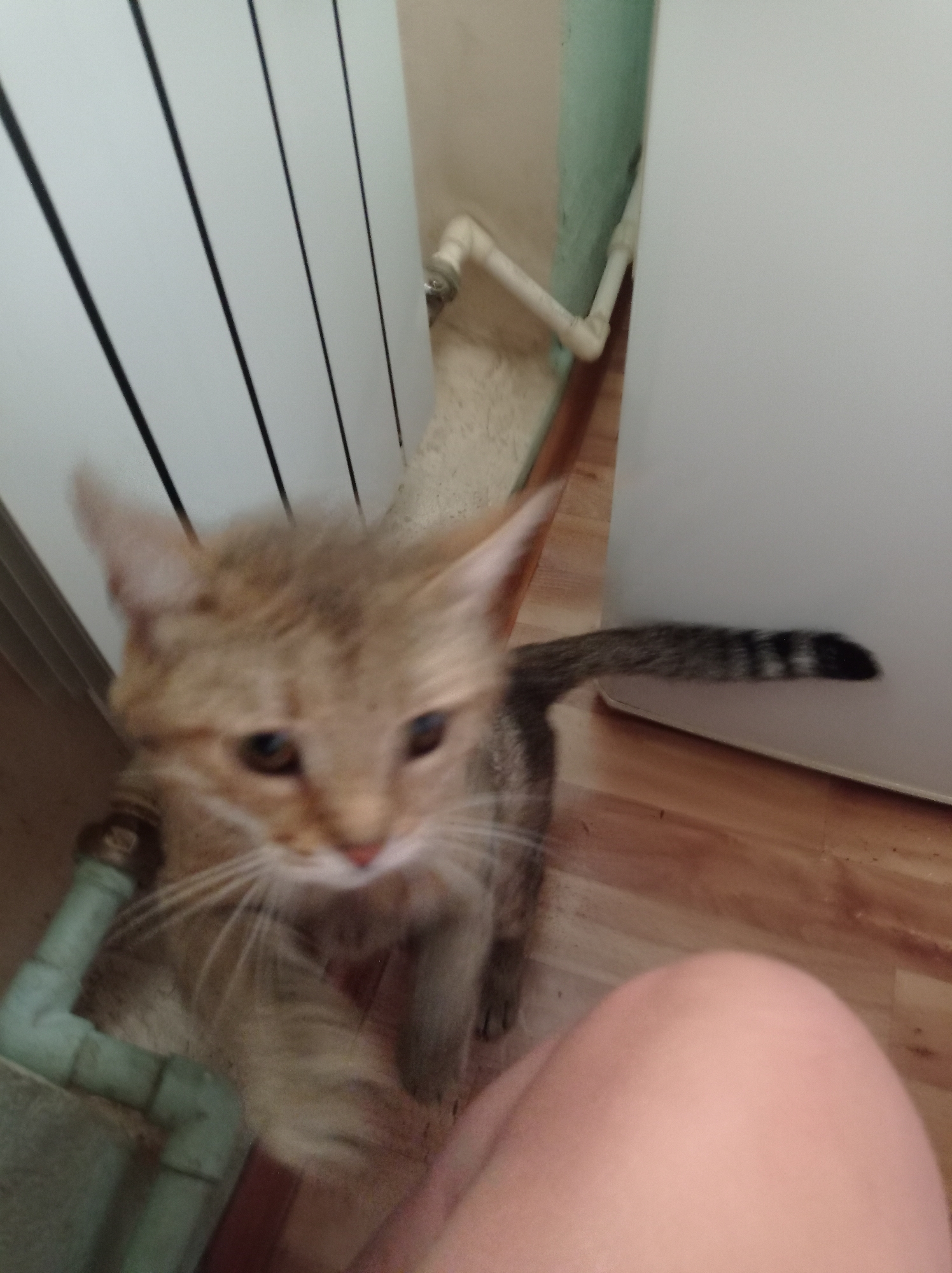 A domestic cat with light brown and grey tabby markings stands on a wooden floor, facing the camera. The cat's head and chest are in focus, while its body and tail are slightly blurred due to motion. The cat has large, expressive eyes and prominent white whiskers. Behind the cat, to the left, is a white radiator with vertical black lines. To the right of the radiator, a section of light green wall is visible with white pipes extending from it. The floor appears to be made of wood planks. In the foreground, a portion of a person's leg, covered in light-colored skin, is visible. The scene appears to be indoors, possibly in a residential setting. The location is Degtyarsk, Russia.