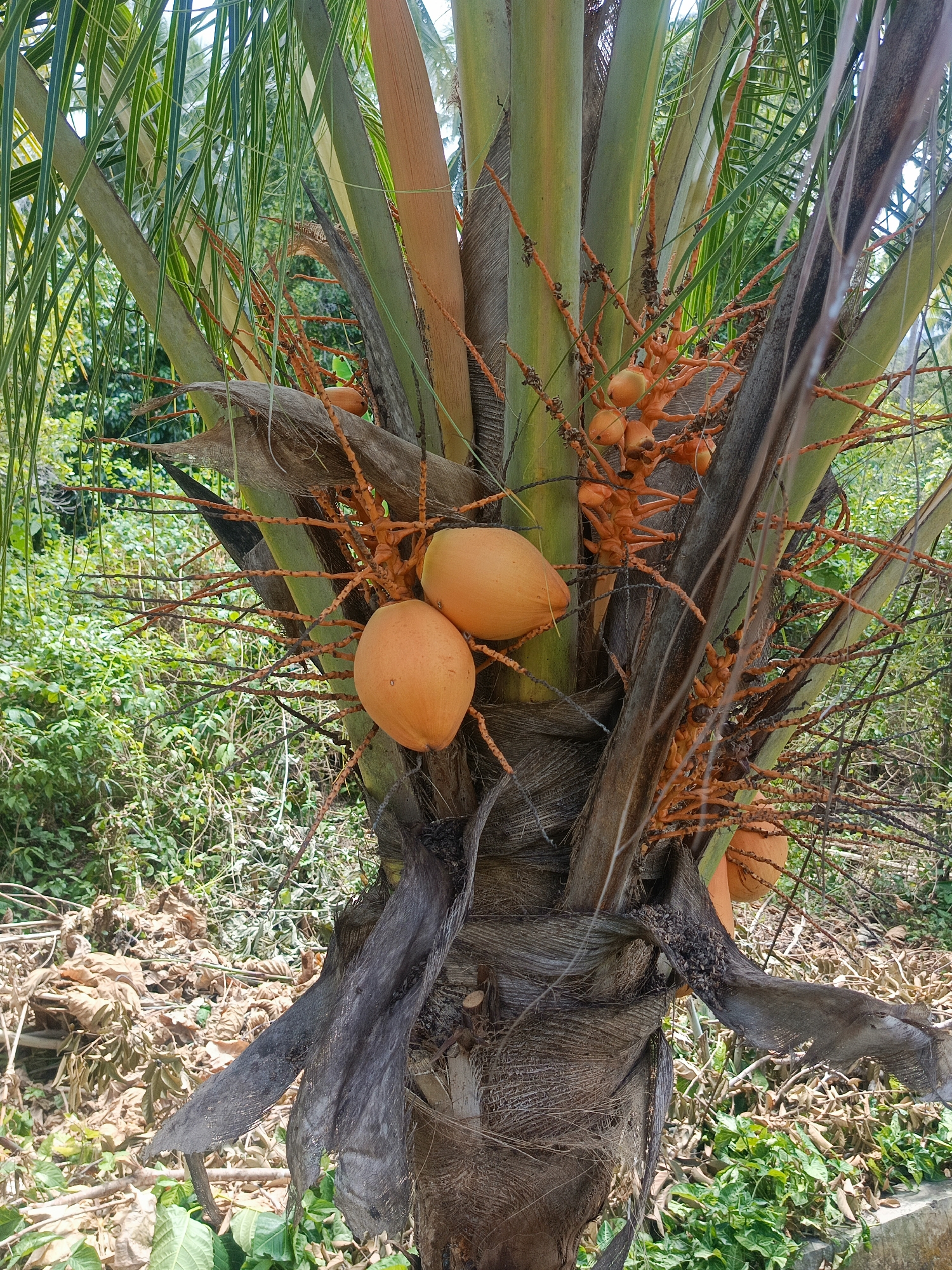 The image shows a close-up of a coconut tree trunk with coconuts growing on it. The coconuts are a bright orange color and are clustered together. The tree trunk is textured and rough, with some brown fibers visible. Green palm fronds extend upwards and out of frame, and the background is a blur of green foliage. The image appears to be taken outdoors in a tropical environment. The specific location of Bilonlantunga, Indonesia, is not discernible from the image itself.
