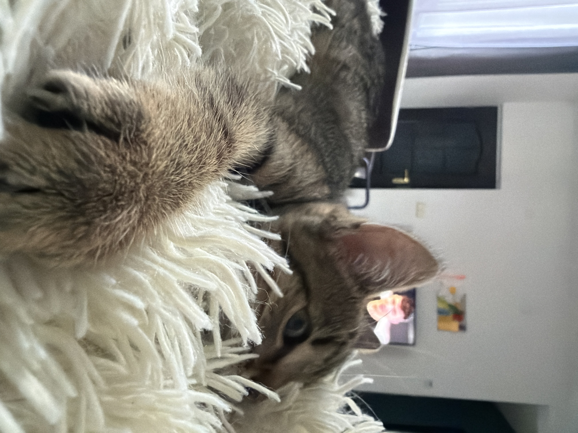 A tabby cat is lying on a fluffy white blanket, its head resting on the blanket with its eyes partially closed. Its paw is extended in the foreground, also resting on the blanket. In the background, a closed dark door is visible, as well as a television screen displaying an image of a man. The scene appears to be indoors, likely in a residential setting.