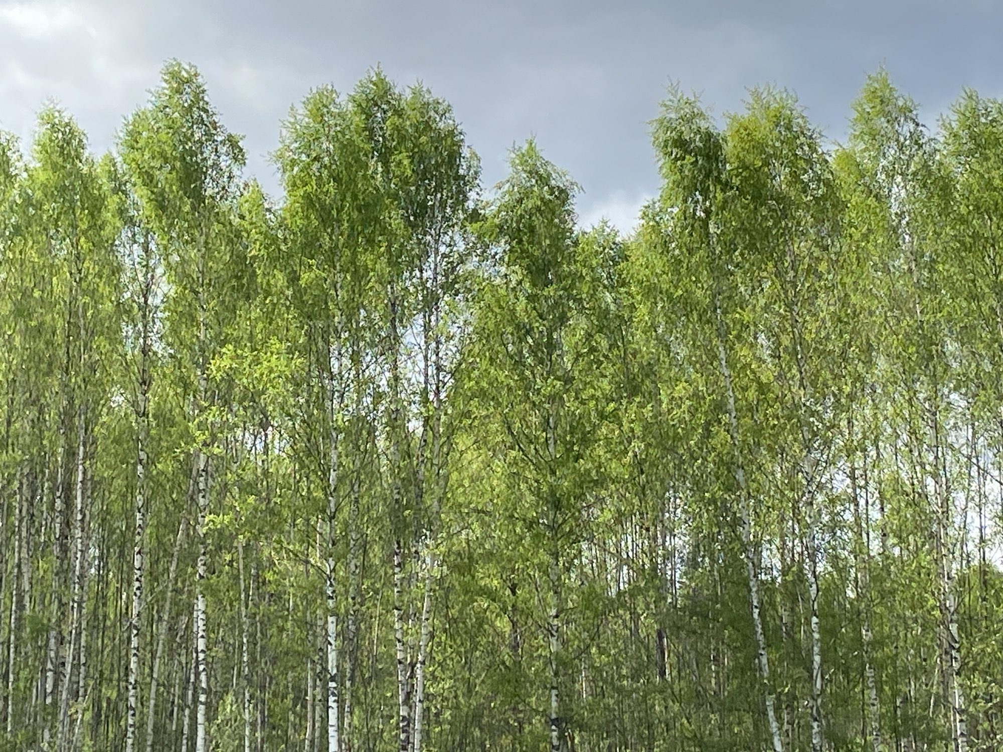 The image shows a forest of birch trees with light green foliage under a cloudy sky. The trees have white bark and are densely packed together. The scene appears to be outdoors, possibly in a forest or park setting. The location is unspecified and unknown.
