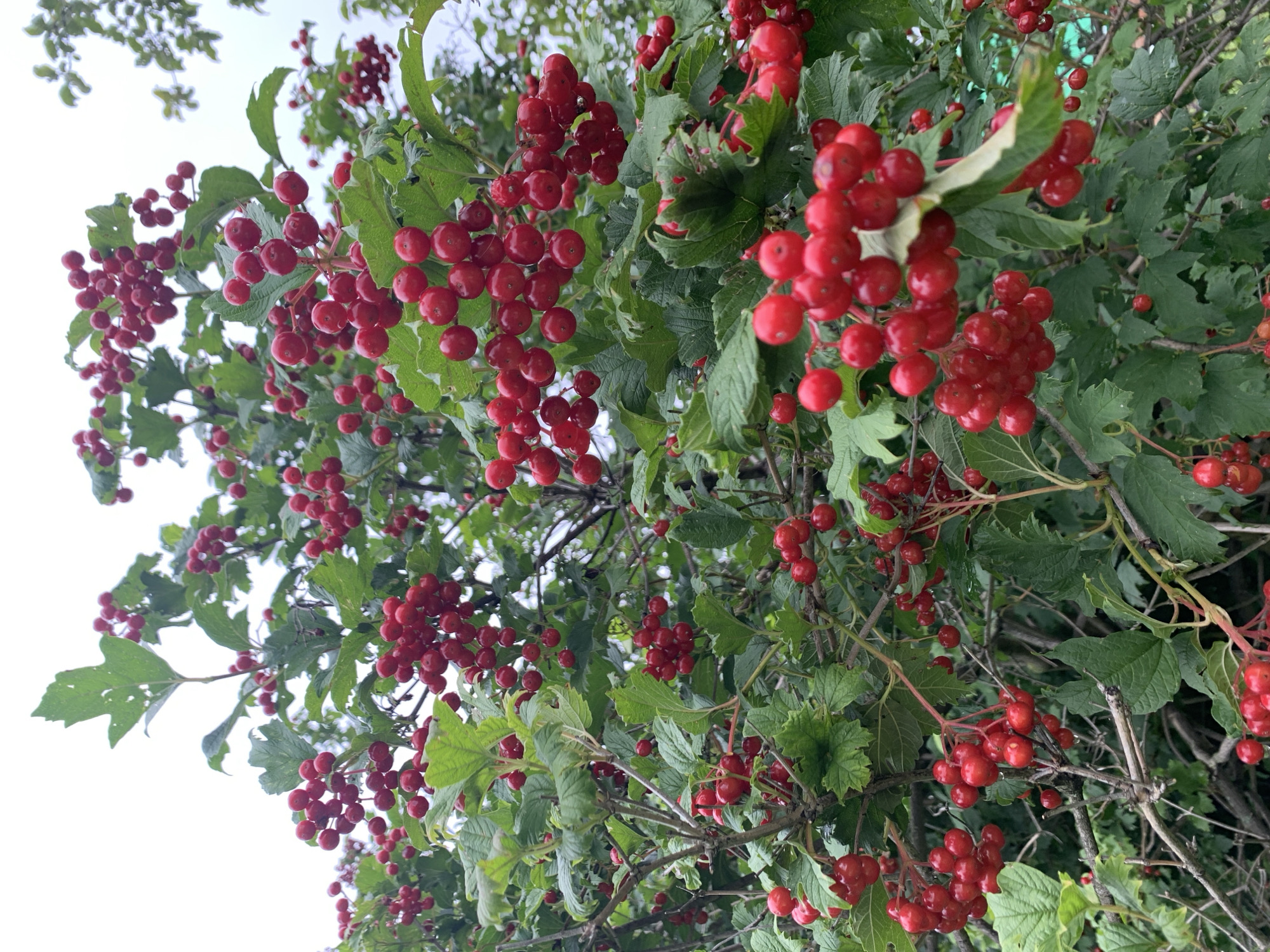 The image shows a dense cluster of red berries on a bush, with green leaves and branches visible. The berries are round and appear to be tightly packed on stems. The sky is overcast, suggesting a cloudy day. The scene depicts a natural setting, likely outdoors. Based on the available information, this image is from Chishmy, Russia.