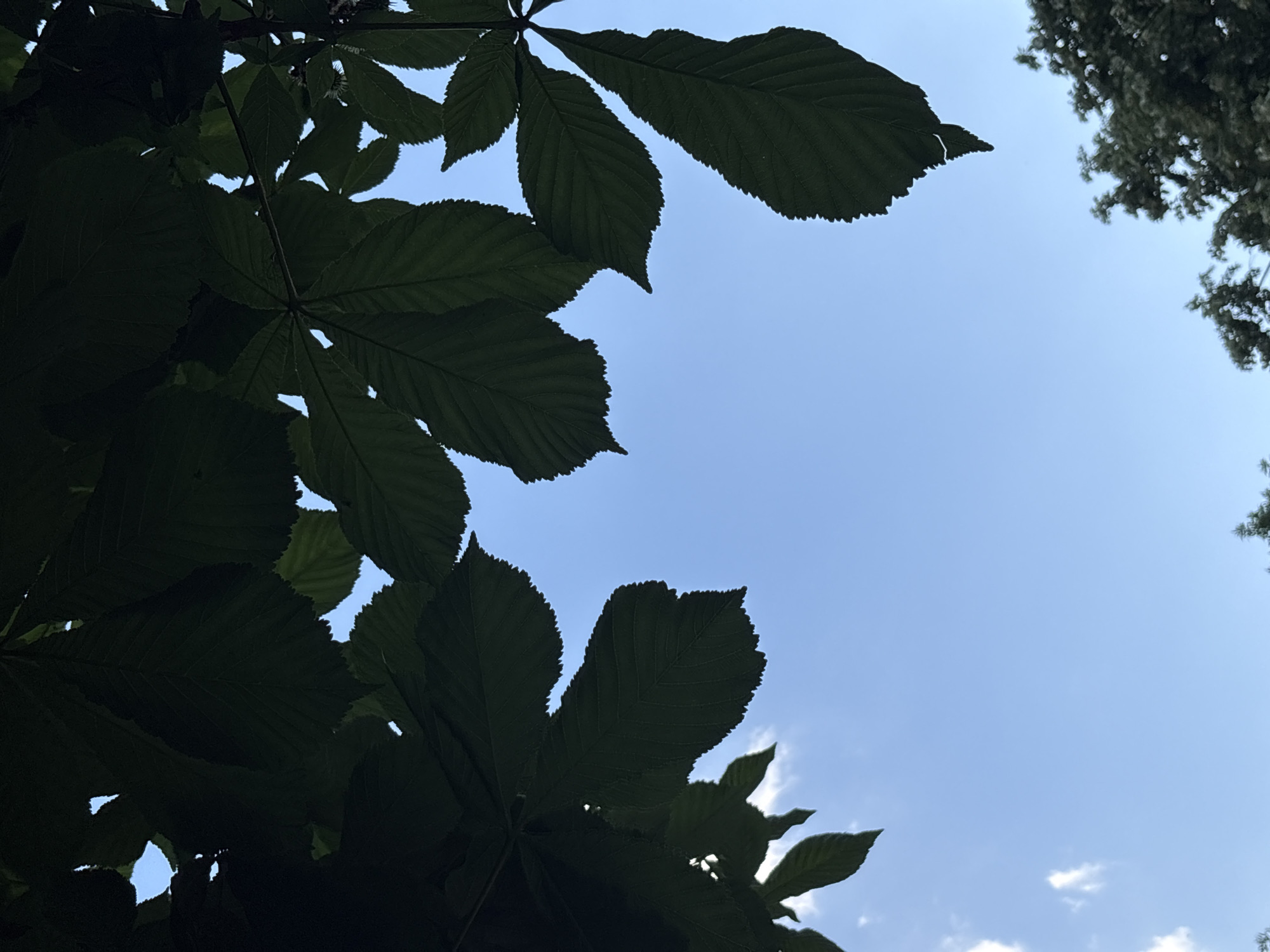 The image, taken from a low angle, captures tree foliage against a light blue sky with a few clouds. The large, dark green leaves with textured veins dominate the left and top portions of the frame. The branches they are connected to are not visible. A different type of tree foliage is visible in the top right corner, with a different type of leaves. There are no people or discernible objects. The environment suggests an outdoor location, potentially a park or wooded area. Assuming the prompt is correct and the location is Plovdiv, Bulgaria, it's likely taken in a park or green space within the city.