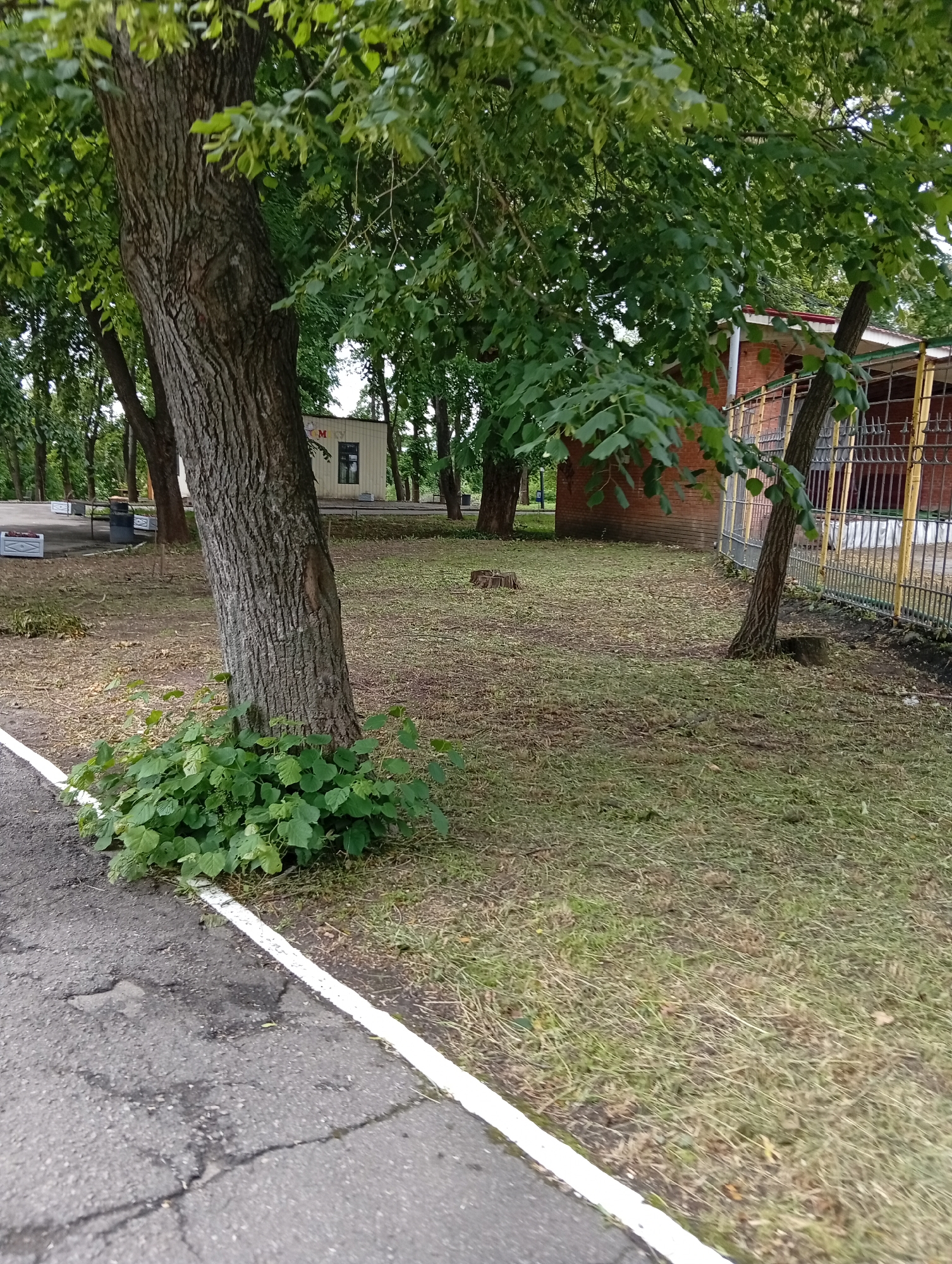 The image depicts an outdoor scene in Poltava, Ukraine. A paved road with a white painted edge runs along the left side. A large tree stands prominently near the road, with leafy green growth at its base. The ground beyond the tree is covered in grass and scattered tree trimmings. Several other trees are visible in the background. A small, rectangular building with a sign is partially visible between the trees. A brick building with a section enclosed by a yellow metal fence is present in the middle ground. There are no people visible in the image.