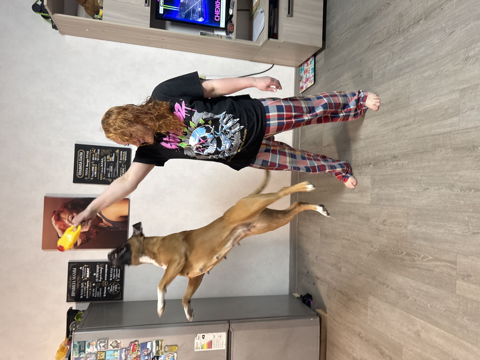 The image shows a person with long, curly red hair wearing a black t-shirt with a graphic print and plaid pajama pants. They are holding a yellow rubber chicken toy towards a boxer dog mid-leap. The dog is jumping, presumably to catch the toy.
The background includes a light-colored wall with two framed posters and two black chalkboard-style signs with white writing in Russian. Below the signs is a gray refrigerator covered with magnets and papers. To the right of the person is a light-colored floor and a television mounted on a shelf. The television screen shows a blue graphic.
The OCR mentions "ПРАВИЛА МАМЫ" and "ПРАВИЛА ПАПЫ" (Mom's Rules and Dad's Rules), as well as "СНЕЖН" and "ЧЕЖН" which possibly refers to a city (Снежинск) or a last name. "BRIXTON ACADEMY 08" is printed on the person's t-shirt.
Although "ЧЕЖН" is mentioned in the text, I am unsure if that refers to the city of Chaikovsky, Russia, based solely on the information given. The location is not definitively confirmed.