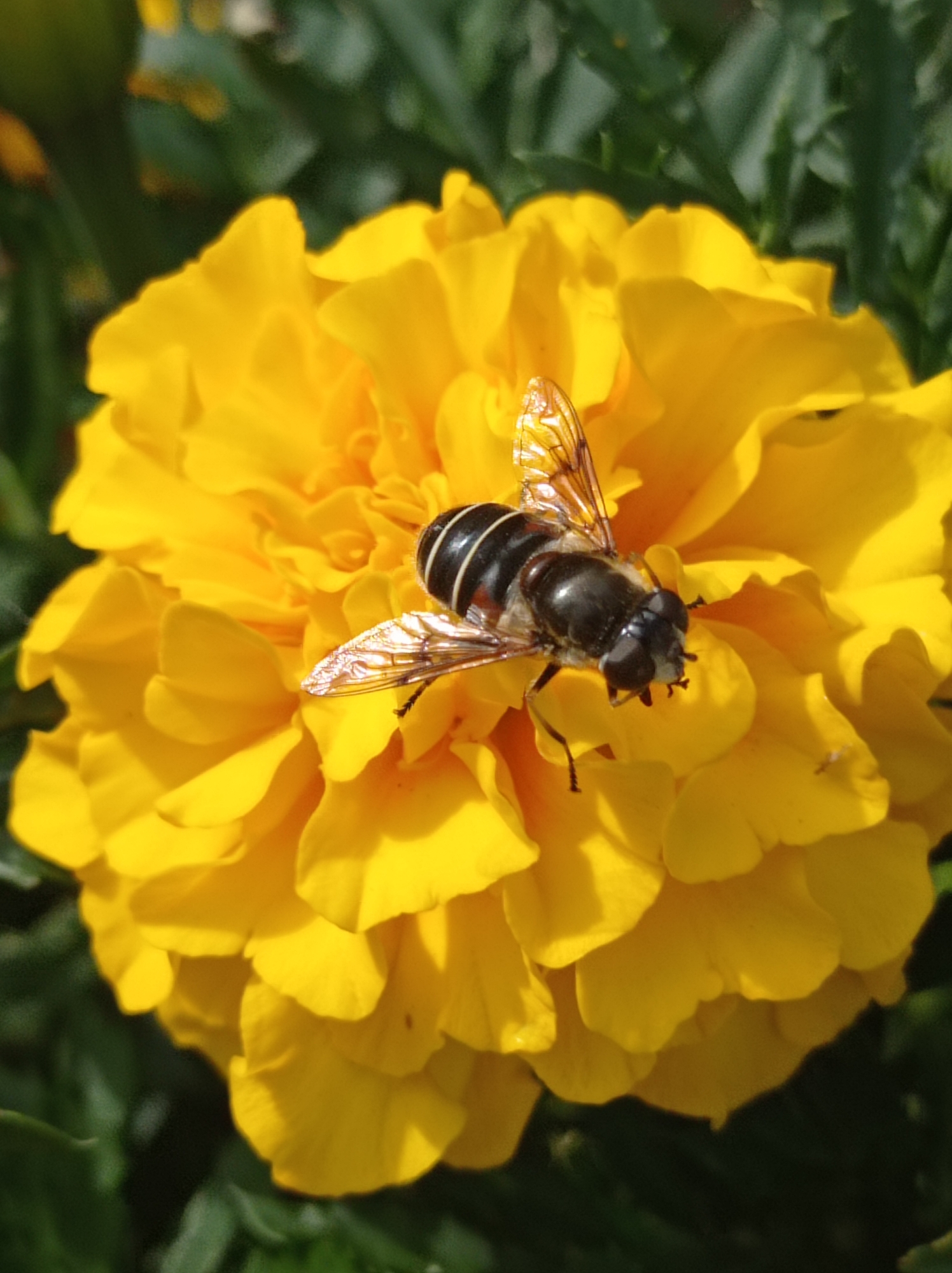 A hoverfly, characterized by its black and yellow striped body and iridescent wings, is perched on a vibrant yellow marigold flower. The marigold's petals are layered and ruffled, creating a textured surface. The background is blurred, featuring dark green foliage, suggesting an outdoor setting, possibly a garden or natural area. There is no information available regarding the location of this image in the city of Degtyarsk, Russia.