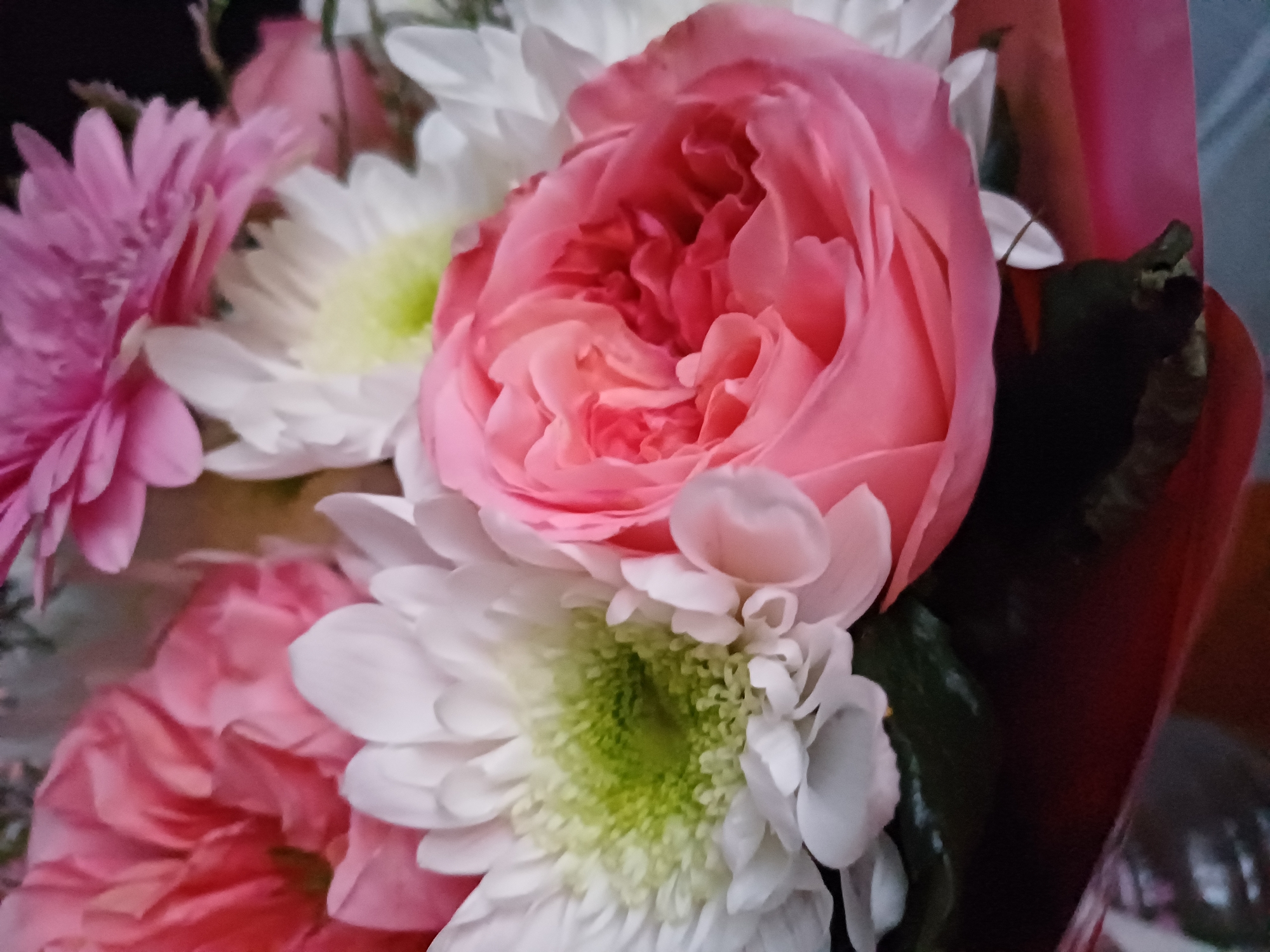 A close-up shot displays a bouquet of vibrant flowers, primarily in shades of pink and white. A large, open pink rose dominates the foreground, its petals tightly curled and layered. To its left, a white chrysanthemum with a green center is visible, its delicate petals fanned outwards. In the background, hints of more pink and white flowers suggest a fuller arrangement. The lighting is soft, highlighting the textures and colors of the blooms. The bouquet appears to be in a decorative setting, with hints of red and dark wrapping visible at the bottom. No people or specific locations are discernible.
